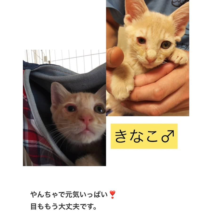 八、おこめさんのインスタグラム写真 - (八、おこめInstagram)「譲渡会のお知らせ🐾 ① 明日9月29日(日) は久しぶりに陽楽房にて @nekonote0401 さんの譲渡会が開催されます🎶 今回はたくさんの子達が参加なので①と②で分けて投稿してます！ かわいい〜子達がたくさんなのでスワイプ☞してね〜❣️ 1枚目の、てらぷーはまだ小さいので今回は写真参加です❣️ 詳しくは @nekonote0401 @nekonotecat のアカウントへ〜🐾 #teamねこのて #シェルター便り #里親募集 #保護猫 #預かりボランティア #譲渡会 #猫のシェルター #伊丹市 #お掃除ボランティア #ねこ部 #cat #ねこ #猫 #ネコ #toitoitoicat #toitoitoiきっとうまくいくミニマムプロジェクト」9月28日 23時48分 - naomiuno