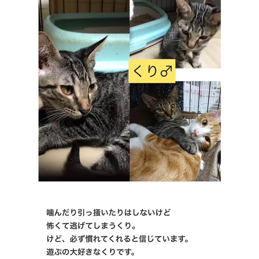 八、おこめさんのインスタグラム写真 - (八、おこめInstagram)「譲渡会のお知らせ🐾 ① 明日9月29日(日) は久しぶりに陽楽房にて @nekonote0401 さんの譲渡会が開催されます🎶 今回はたくさんの子達が参加なので①と②で分けて投稿してます！ かわいい〜子達がたくさんなのでスワイプ☞してね〜❣️ 1枚目の、てらぷーはまだ小さいので今回は写真参加です❣️ 詳しくは @nekonote0401 @nekonotecat のアカウントへ〜🐾 #teamねこのて #シェルター便り #里親募集 #保護猫 #預かりボランティア #譲渡会 #猫のシェルター #伊丹市 #お掃除ボランティア #ねこ部 #cat #ねこ #猫 #ネコ #toitoitoicat #toitoitoiきっとうまくいくミニマムプロジェクト」9月28日 23時48分 - naomiuno