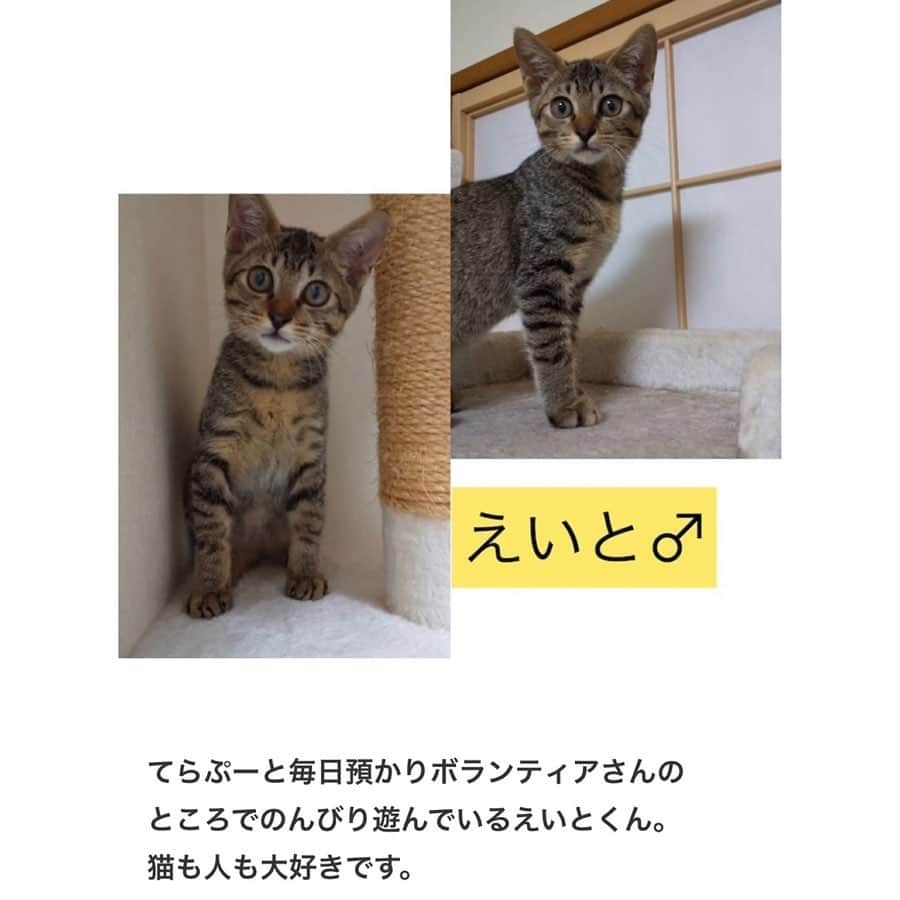 八、おこめさんのインスタグラム写真 - (八、おこめInstagram)「譲渡会のお知らせ🐾 ② 明日9月29日(日) は久しぶりに陽楽房にて @nekonote0401 さんの譲渡会が開催されます🎶 今回はたくさんの子達が参加なので①と②で分けて投稿してます！ かわいい〜子達がたくさんなのでスワイプ☞してね〜❣️ 最後の黒猫みそのちゃんは、まだ小さいので今回は写真参加です❣️ 詳しくは @nekonote0401 @nekonotecat のアカウントへ〜🐾 #teamねこのて #シェルター便り #里親募集 #保護猫 #預かりボランティア #譲渡会 #猫のシェルター #伊丹市 #お掃除ボランティア #ねこ部 #cat #ねこ #猫 #ネコ #toitoitoicat #toitoitoiきっとうまくいくミニマムプロジェクト」9月28日 23時49分 - naomiuno