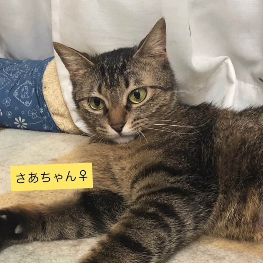 八、おこめさんのインスタグラム写真 - (八、おこめInstagram)「譲渡会のお知らせ🐾 ② 明日9月29日(日) は久しぶりに陽楽房にて @nekonote0401 さんの譲渡会が開催されます🎶 今回はたくさんの子達が参加なので①と②で分けて投稿してます！ かわいい〜子達がたくさんなのでスワイプ☞してね〜❣️ 最後の黒猫みそのちゃんは、まだ小さいので今回は写真参加です❣️ 詳しくは @nekonote0401 @nekonotecat のアカウントへ〜🐾 #teamねこのて #シェルター便り #里親募集 #保護猫 #預かりボランティア #譲渡会 #猫のシェルター #伊丹市 #お掃除ボランティア #ねこ部 #cat #ねこ #猫 #ネコ #toitoitoicat #toitoitoiきっとうまくいくミニマムプロジェクト」9月28日 23時49分 - naomiuno