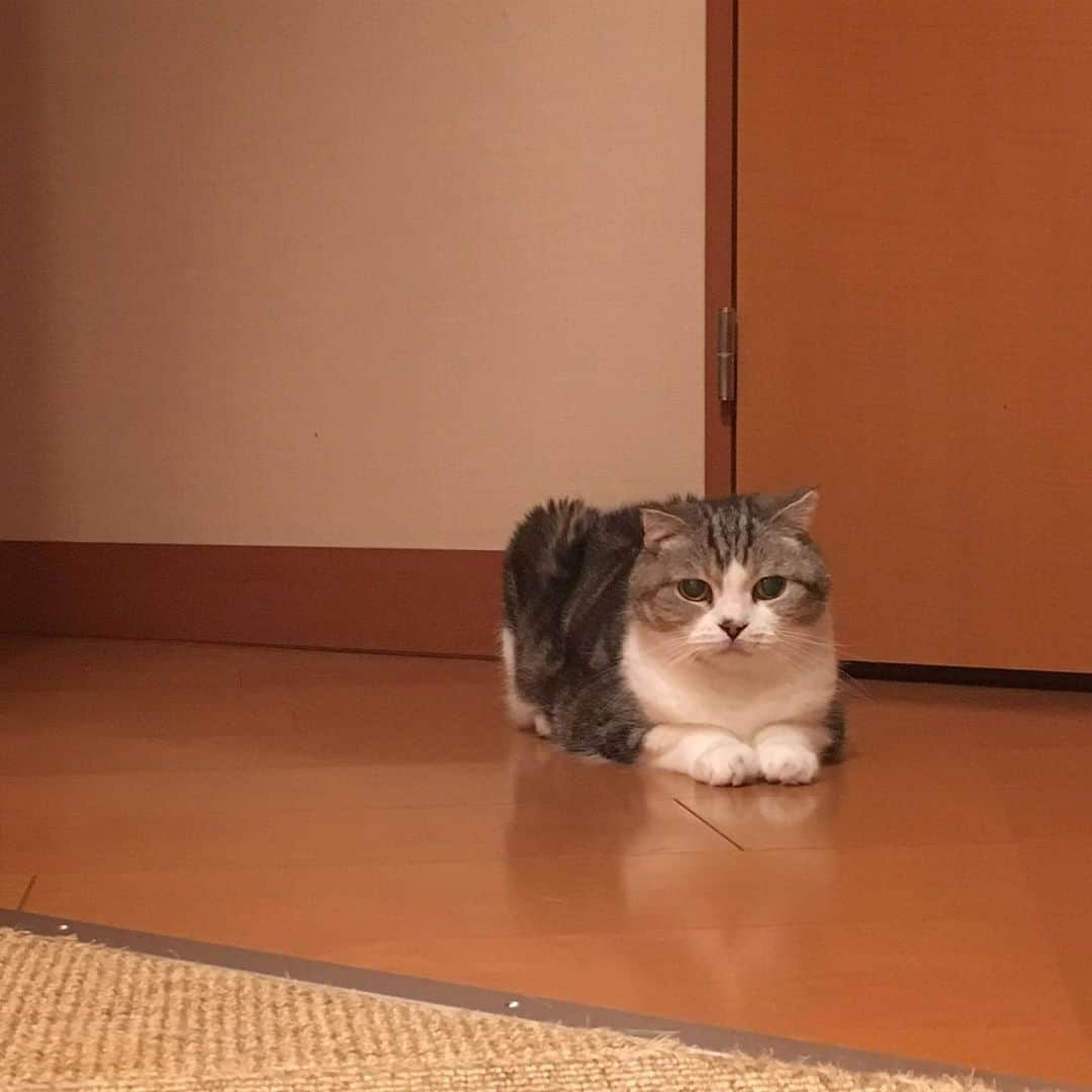 ミツバ&フックのインスタグラム：「眼鏡を首にかけるやつが欲しいです。 #ilovecat」