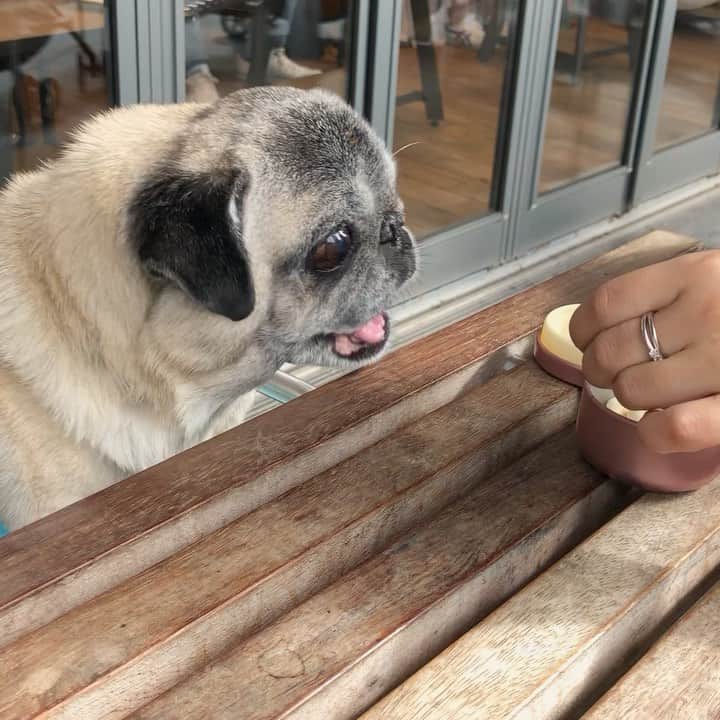 八兵衛のインスタグラム：「Gimme🍭🍭 * * ボーロ食べ放題を 満喫べえさん😂 * * ほっぺちゃんママが @kumiko1116  二子玉川のお店に 行こうかな〜と言っていたので 是非に！！と 急遽お会いすることに😆💕 * * ウハウハ ほっぺちゃんママから ボーロをもらってました😂 * * ほっぺちゃんママと たくさんお話しして 楽しい時間でした〜☺️💕 ほっぺちゃんママ ありがとう❤️ * * #ほぼ黒パグ #おじいちゃん犬 #pug #puggy #puglife #puglove #petstagram #pugstagram #pugsofinstagram #pugs #dog #ふわもこ部  @igersjp #IGersJP #east_dog_japan #pecoイヌ部 #八兵衛 #はちべえ #朝ワンコ夕ニャンコ」