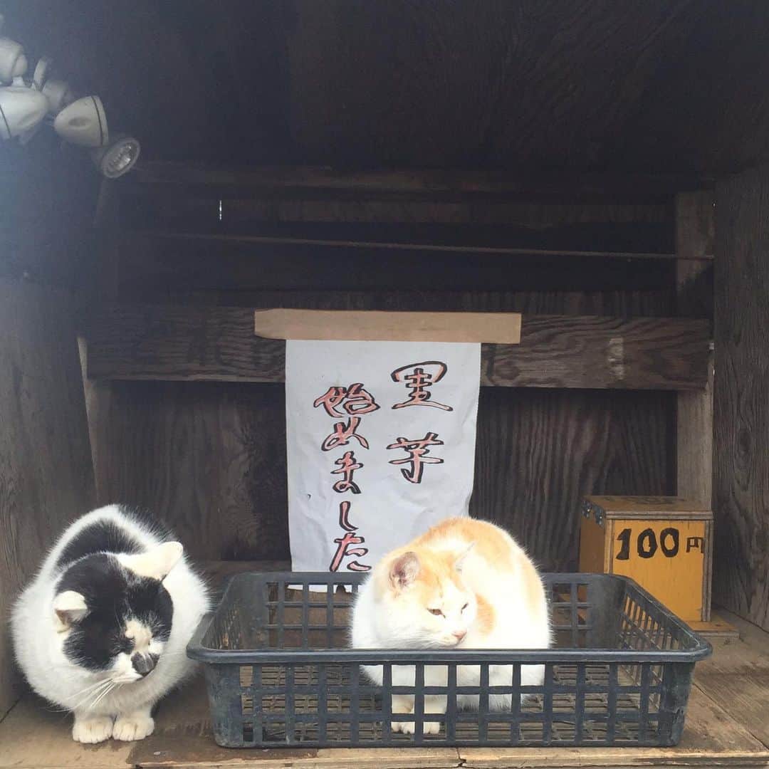 下野佐和子のインスタグラム：「#tbt さといも猫 😹 #猫 #里芋始めました #100円 #無人売り場 #田舎あるあるなのか」