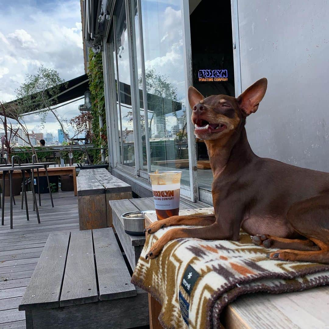 田中亜土夢さんのインスタグラム写真 - (田中亜土夢Instagram)「Relux🐾  #ミニチュアピンシャー #ミニピン #miniaturepinscher  #minipin #カフェ #brooklynroastingcompany  #brooklyncafe  #cafe #かふぇすたぐらむ  #いぬすたぐらむ #bark」9月5日 11時31分 - atom_tanaka_official