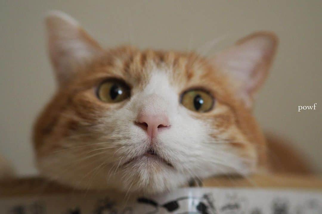 anemone_69のインスタグラム：「. #ハカセとキョウジュ #茶トラ白 #茶白 #cat #猫 #保護猫 . . .」