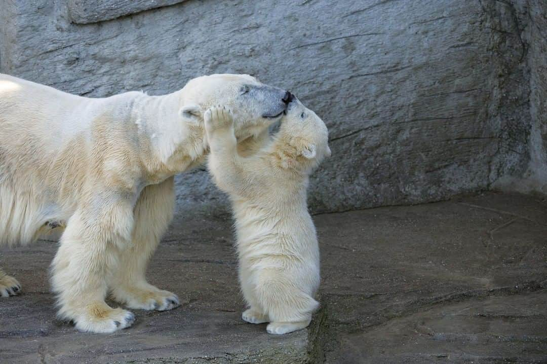 Baby Animalsさんのインスタグラム写真 - (Baby AnimalsInstagram)「Kisses for mommy!」9月5日 5時12分 - thebabyanimals