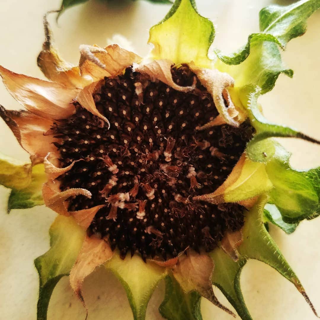 ガソリングラマーのインスタグラム