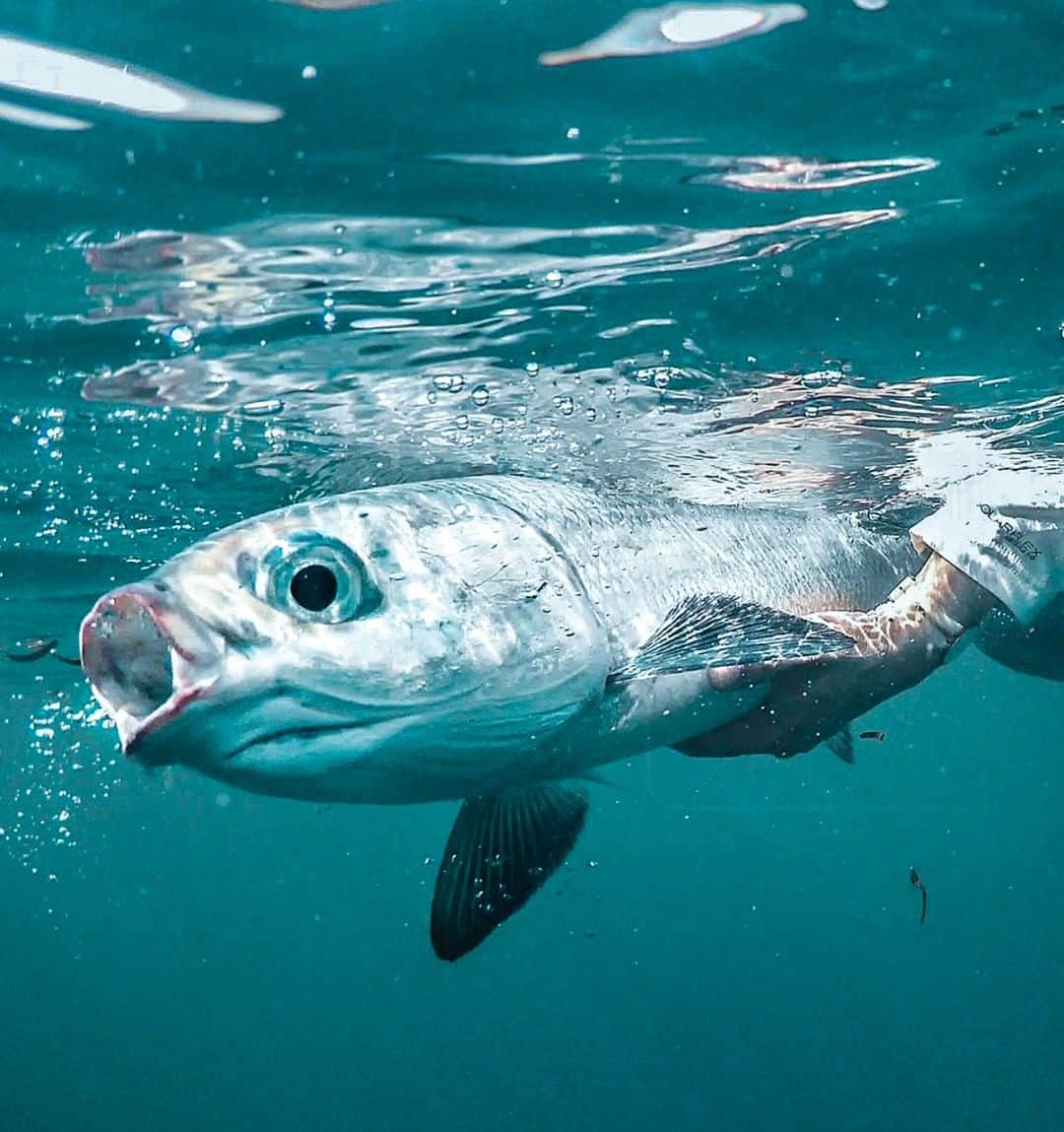 Costa Sunglassesのインスタグラム：「Got milk. 📷: @keithroseinnesflyfishing #SeeWhatsOutThere」