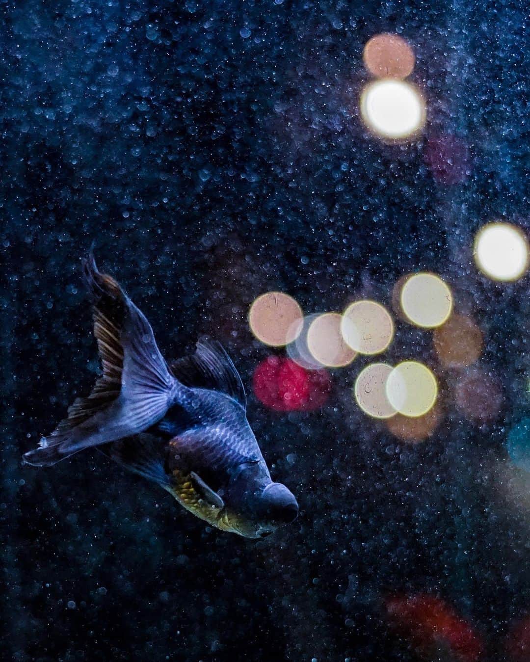 のインスタグラム：「. Space Pirate . . 金魚の街 大和郡山市 黒出目金 宇宙を漂う海賊船的な クロスボーンガンダム2号機的なイメージ 金魚撮影面白い . . Town of a goldfish Yamatokoriyama-City. Konkemachi at quiet night. The goldfish water tank which is a light up. Goldfish downtown where no one has were being swum vigorously.」