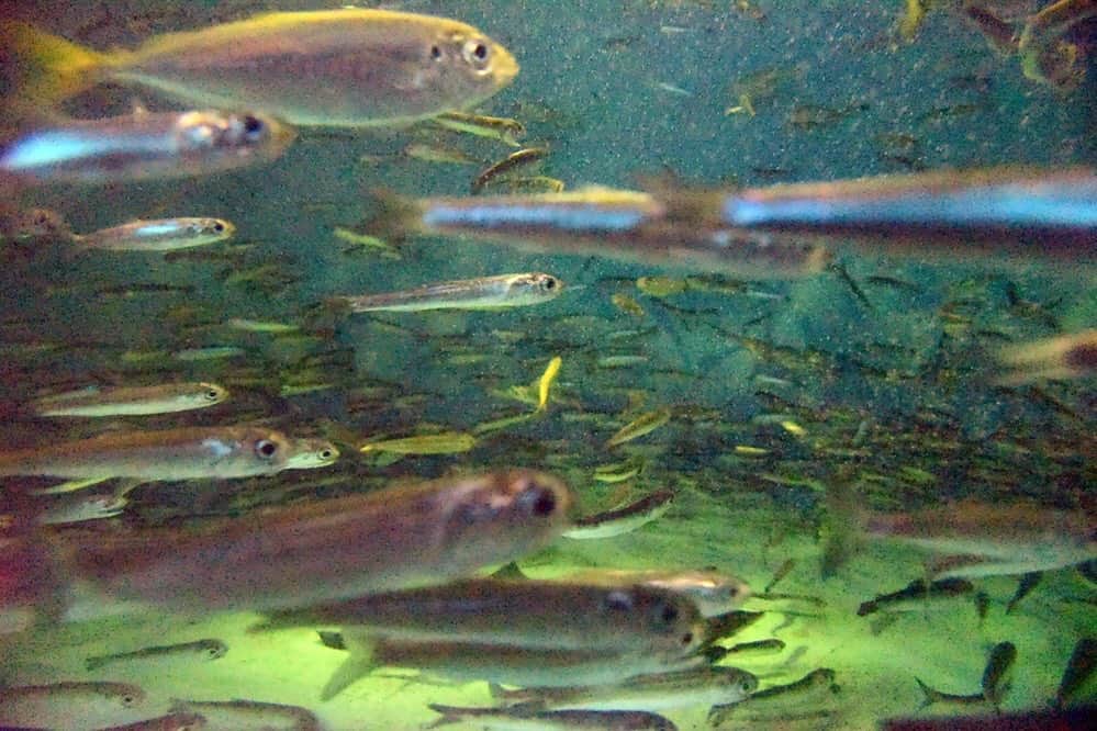 レジャーフィッシングさんのインスタグラム写真 - (レジャーフィッシングInstagram)「海面でベイトがざわついているときは海中はこんな感じなのかも。  なんて釣り人目線で水槽をじっと見てしまう😅  #宮島水族館 #イワシ #アジもいる #広島 #廿日市 #フェリーで来た」9月5日 7時29分 - leisurefishing