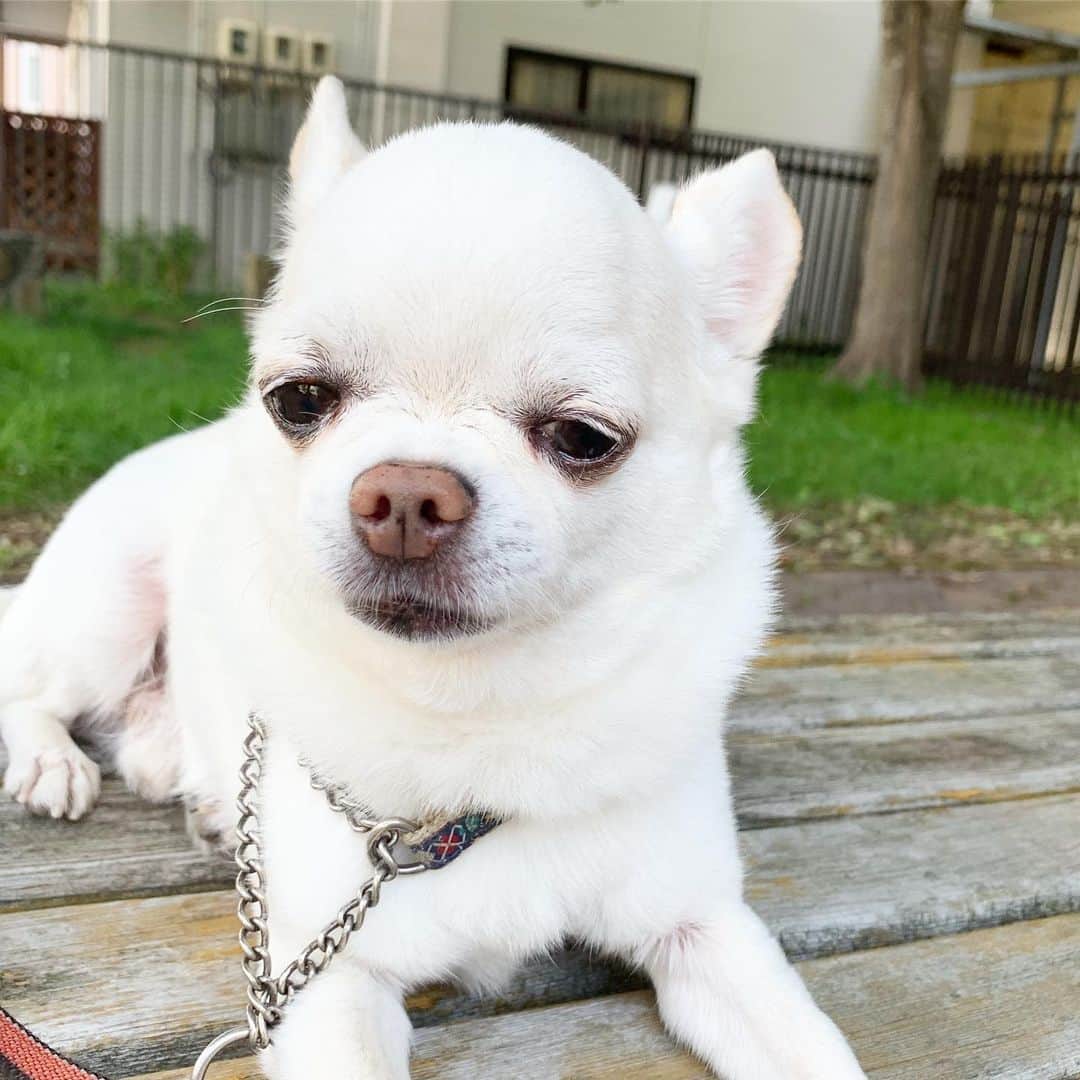 KORIKIのインスタグラム：「おはようございます♪ * #dogofsapporo #dog, #dogs, #dogstagram,#chihuahua,#犬バカ部,#チワワ,#koriki, #hanadog #白スムチ連合会, #スムチー,  #dogofthedayjp, #dogoftheday  #ilovemydog #instadog #instapet #WhiteChihuahua  #吉娃娃 #치와와  #dogsofinstagram #Chihuahualover  #ชิวาวา #チワワの輪 #barkbox #WhiteChihuahuaParty #もふもふモフモフ」