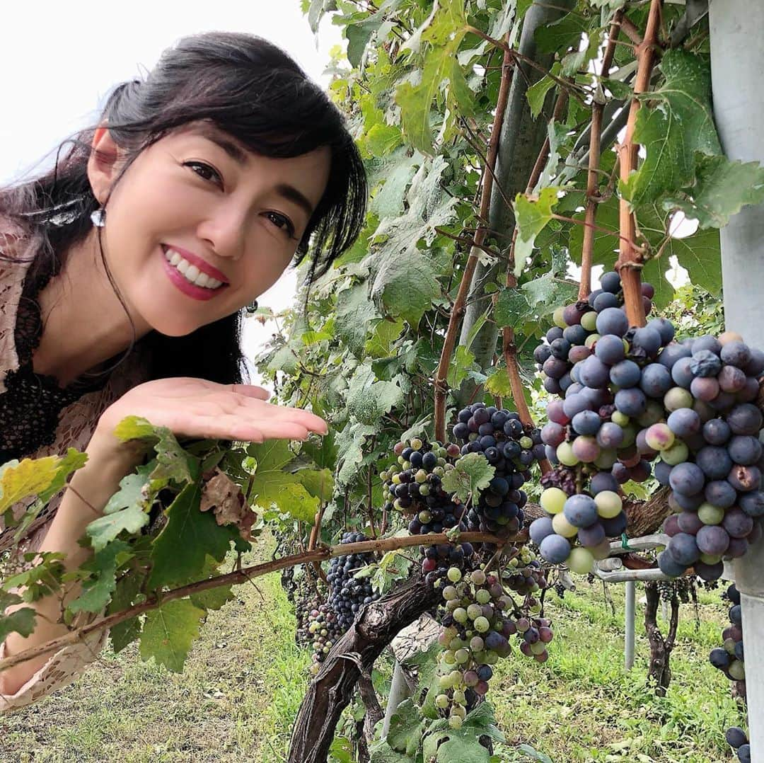 早見優さんのインスタグラム写真 - (早見優Instagram)「山梨県甲州市のこれから葡萄酒になる葡萄たち🍇 #marukiwinery  #まるき葡萄酒  #葡萄畑  #japanesewine」9月5日 7時51分 - yuyuhayami