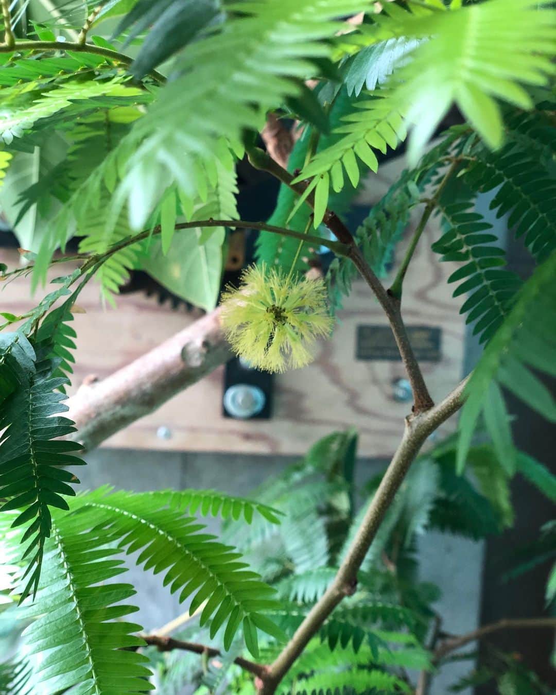 AMAZING COFFEEさんのインスタグラム写真 - (AMAZING COFFEEInstagram)「. 🌱AMAZING COFFEE TOKYO NAKAMEGURO☕️ . 店内の植物を紹介します(^o^)v . 🌿エバーフレッシュ🌿 . 花火のように咲いたあとは、赤い実が実ります🎆 . コーヒーと一緒に小さな夏の終わりを感じてみませんか✨ . #AMAZINGCOFFEE #TOKYONAKAMEGURO #coffee #AMeCO #アメコ #エバーフレッシュ」9月5日 8時01分 - amazing_coffee_official