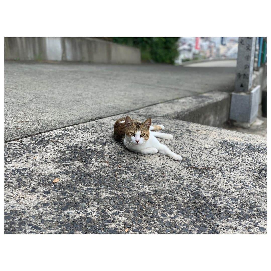 李ヒャンさんのインスタグラム写真 - (李ヒャンInstagram)「初広島。 尾道からスタート。 千光寺からノスタルジックな坂道を下り、途中暑さをしのぐために古民家カフェで休憩。 猫の細道とも言われているらしく、猫ちゃんに沢山遭遇。 下り終わって艮神社で参拝。 神木の迫力が凄過ぎる。 帰りはまた坂道を登る体力はないためロープウェイで戻りました。 スタートから大満足😊✌️ #trip #travel #travelgram #onomichi #しまなみ海道 #尾道 #猫の細道」9月5日 8時12分 - 73hyang