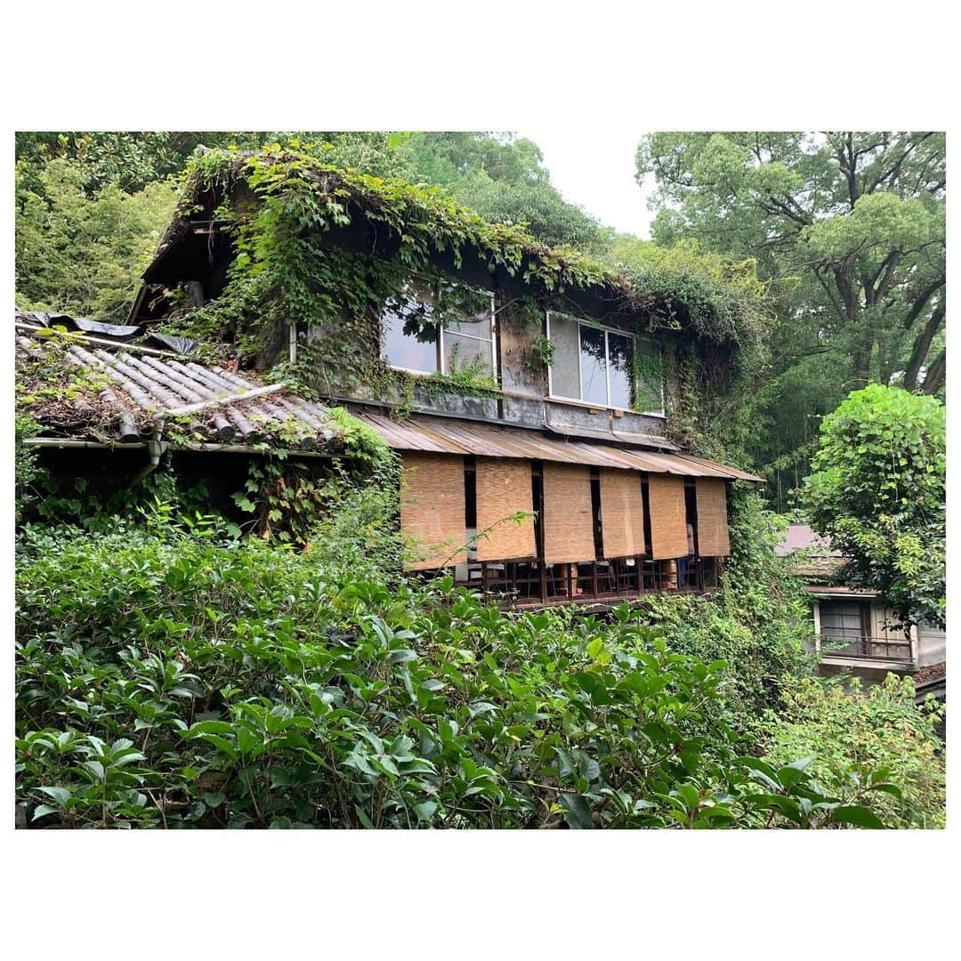 李ヒャンさんのインスタグラム写真 - (李ヒャンInstagram)「初広島。 尾道からスタート。 千光寺からノスタルジックな坂道を下り、途中暑さをしのぐために古民家カフェで休憩。 猫の細道とも言われているらしく、猫ちゃんに沢山遭遇。 下り終わって艮神社で参拝。 神木の迫力が凄過ぎる。 帰りはまた坂道を登る体力はないためロープウェイで戻りました。 スタートから大満足😊✌️ #trip #travel #travelgram #onomichi #しまなみ海道 #尾道 #猫の細道」9月5日 8時12分 - 73hyang