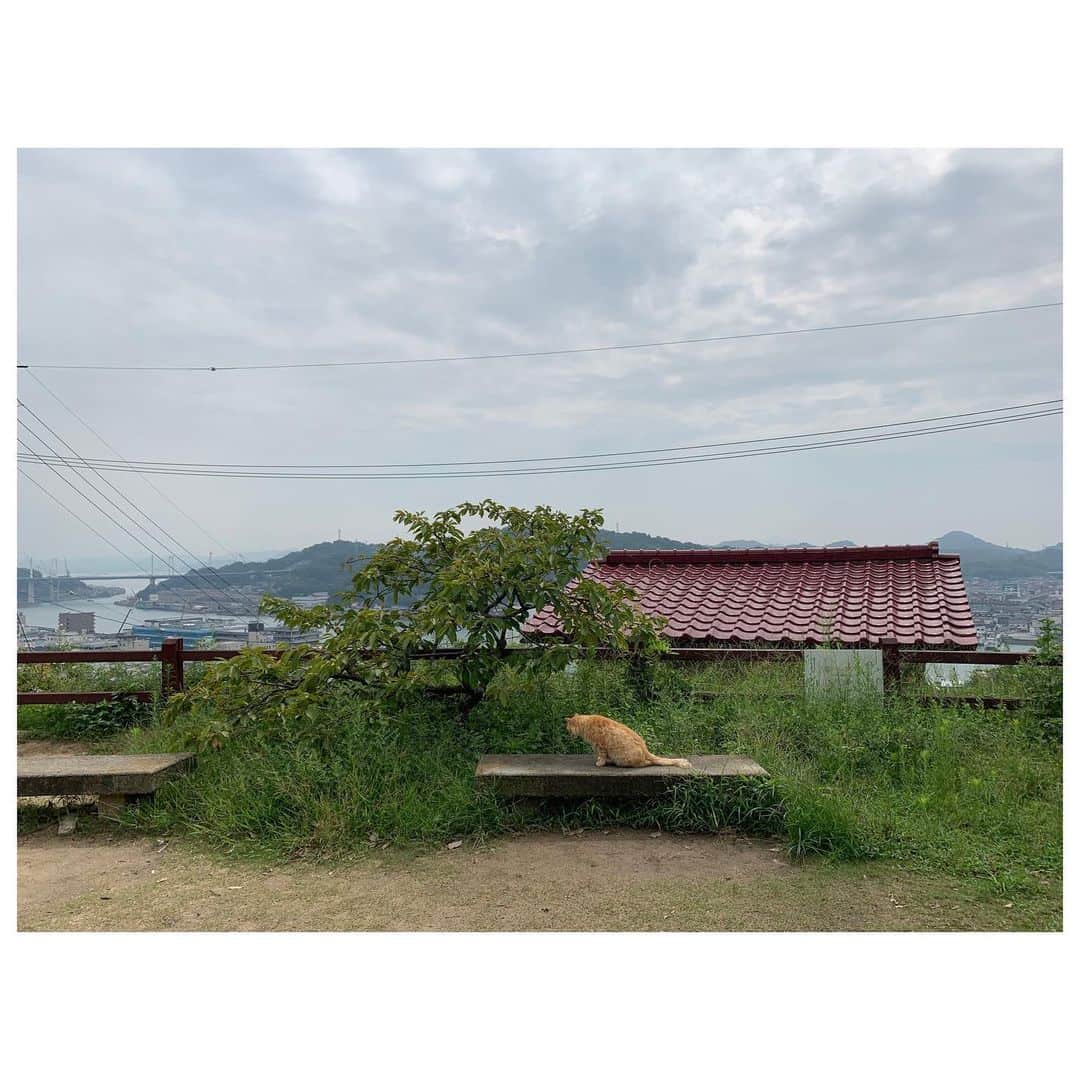 李ヒャンさんのインスタグラム写真 - (李ヒャンInstagram)「初広島。 尾道からスタート。 千光寺からノスタルジックな坂道を下り、途中暑さをしのぐために古民家カフェで休憩。 猫の細道とも言われているらしく、猫ちゃんに沢山遭遇。 下り終わって艮神社で参拝。 神木の迫力が凄過ぎる。 帰りはまた坂道を登る体力はないためロープウェイで戻りました。 スタートから大満足😊✌️ #trip #travel #travelgram #onomichi #しまなみ海道 #尾道 #猫の細道」9月5日 8時12分 - 73hyang