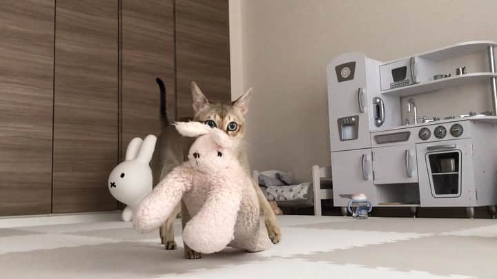 モルト♡Malt(Singapuracat)のインスタグラム：「おはてち🐈🐾🐾 * *」