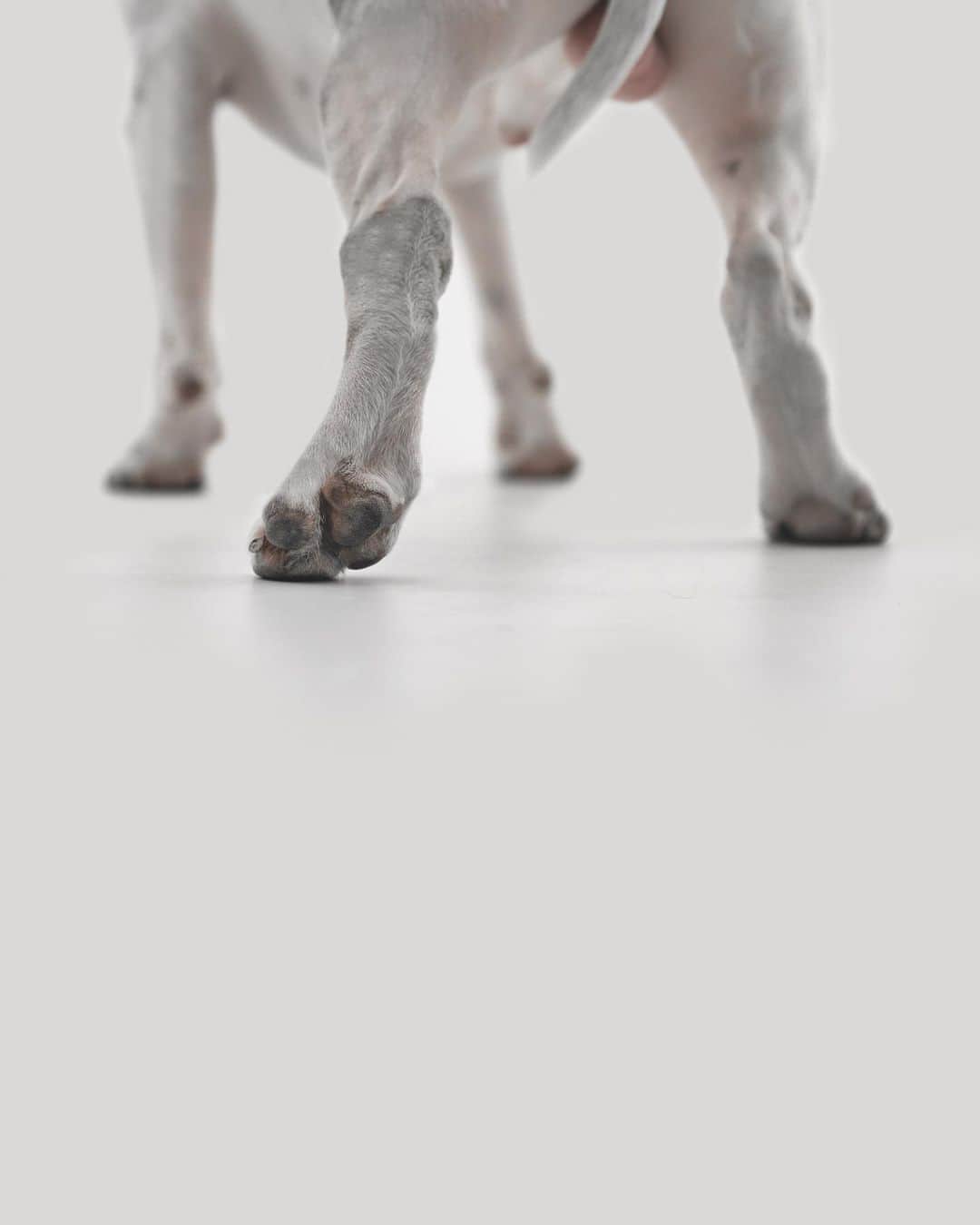 ラファエルのインスタグラム：「Every bull terrier is a gladiator. I read this for the first time more than 10 years ago on Wikipedia, studying about the breed. This month, with 9 years I saw this gladiator spirit for the first time. You know Jimmy had a severe arthrosis on his lef leg for many years. After use EVERY scientific and no-scientic methods we decided to do an arthrodesis. Its a hard core surgery that puts a metal and screws on your articulation’s bones to quit the moviment until the bones glue on theirselves. Jimmy did that surgery last July 17 everything was gone ok until the metal BROKEN. Nobody know how it happens, for me a metal like that (last picture) just could brake if Jimmy jumps from the 10th floor. Its not the point, we live in the ground. With a stressfull week we went to the surgery again 2 days ago to remove the ‘old’ metal and put another on the side of his leg. More anesthesia, 3 hours surgery, bandages, another big skin cut and after being limping since the accident, Jimmy did his first step today with his leg (2 days after surgery). I know I will never see him running like hell again, doing bully dash again, I don’t care, I just need to know he will never feel pain in that leg anymore. He is now my cyborg gladiator. (graphic content ahead with x-rays)」