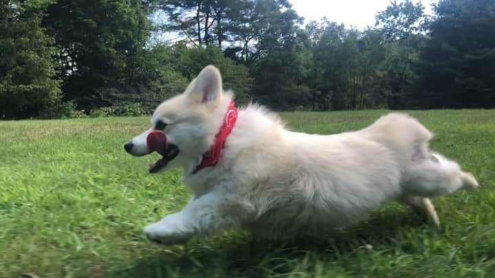 Winston the White Corgiのインスタグラム