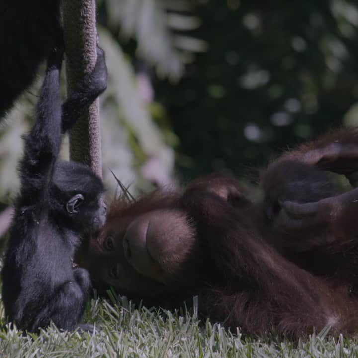 San Diego Zooのインスタグラム