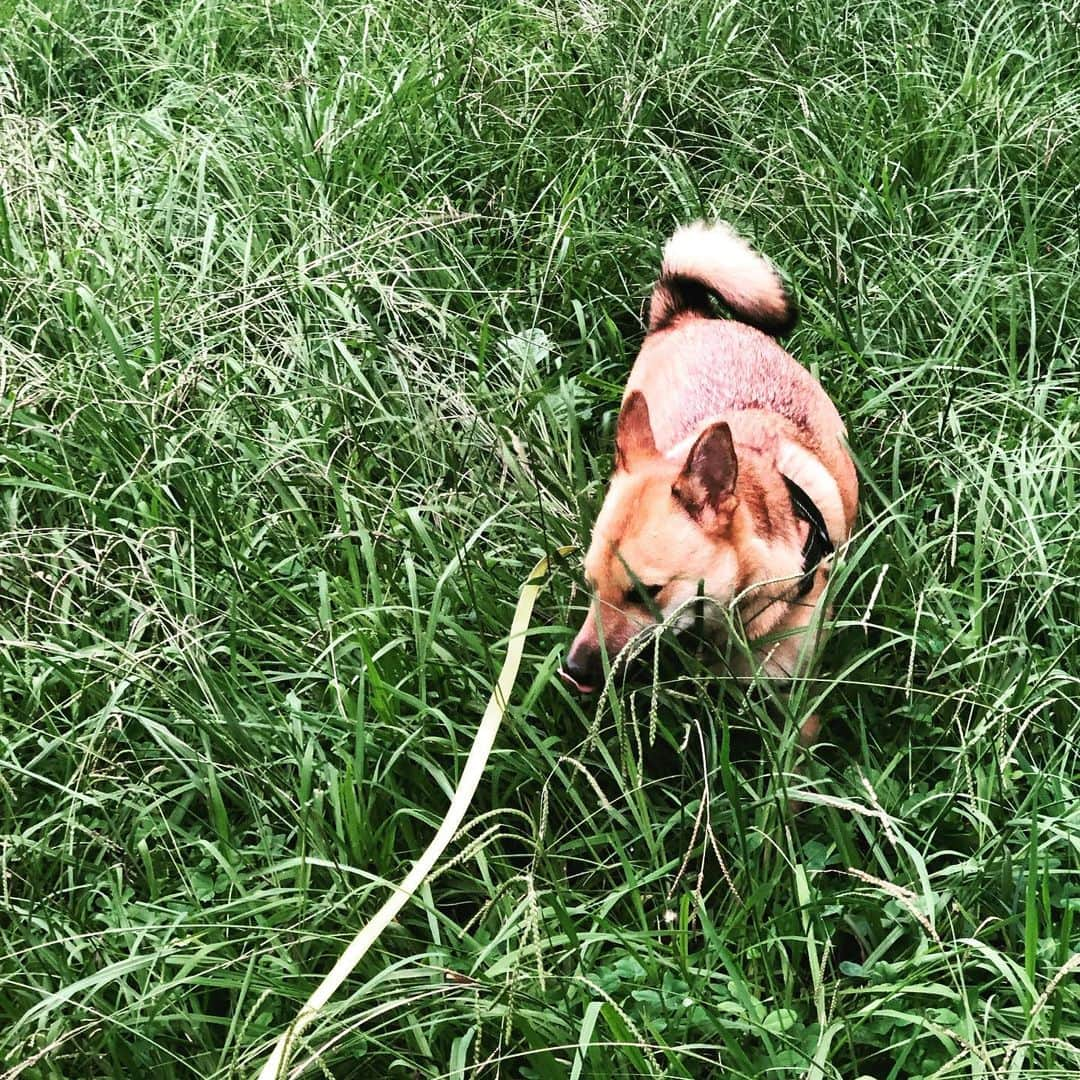 佐々木海さんのインスタグラム写真 - (佐々木海Instagram)「#埋もれるほどのサラダバー 🥗 #犬 #イヌ #イヌスタグラム #いぬすたぐらむ #犬バカ部 #いぬばか部 #ふわもこ部 #いぬら部 #犬のいる暮らし #保護犬 #元野犬 #雑種 #雑種犬 #ビビり犬 #里親 #保護犬を家族に #保護犬を飼おう #殺処分ゼロ #dog #dogs #dogstagram #doglove #doglover #doglovers #doglife #dogslife #rescuedog #rescueddog」9月5日 9時42分 - umi_carnelian