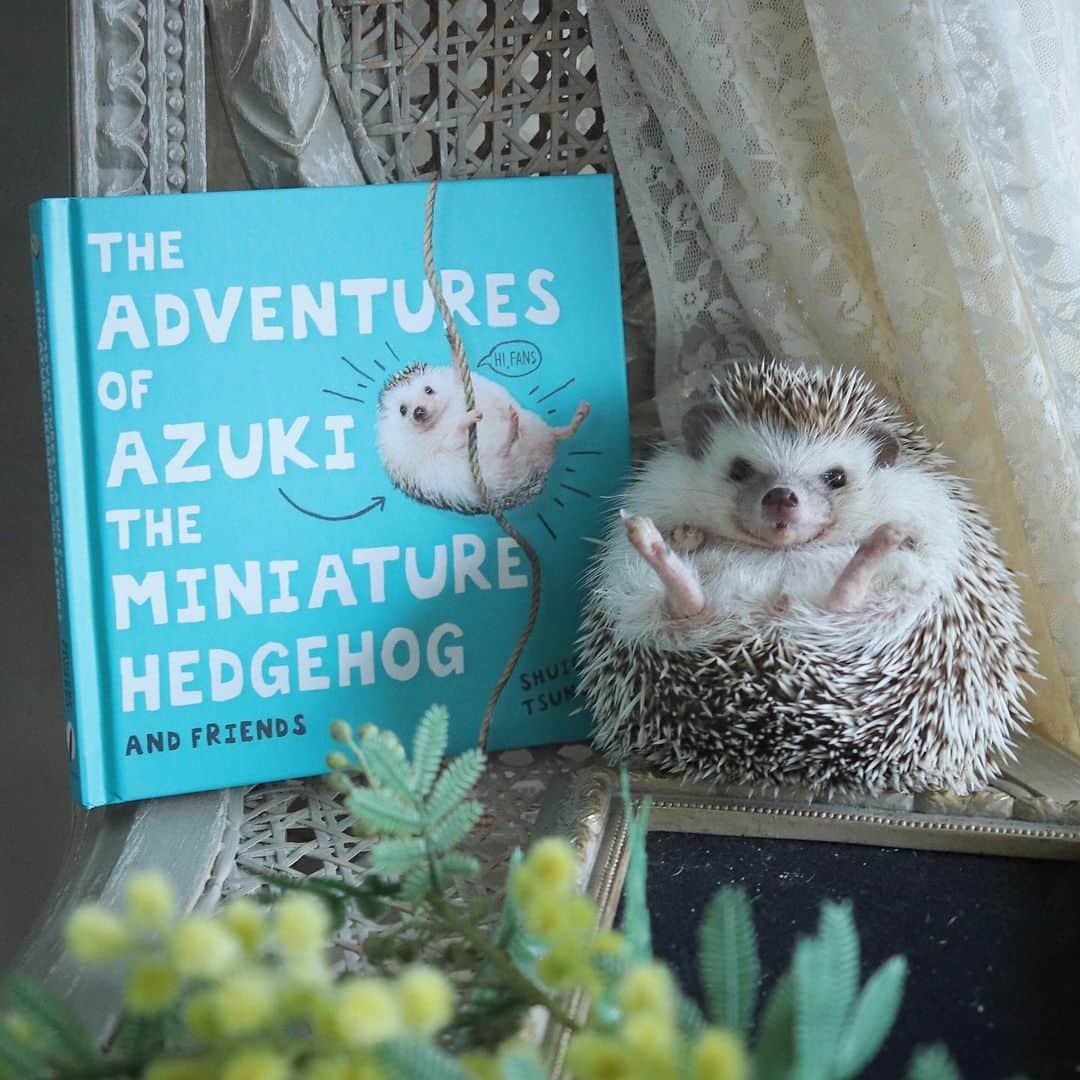 あずきさんのインスタグラム写真 - (あずきInstagram)「【本日発売✨】Azuki's new book is on sale today!! I am very excited about the release of the book😆👍💕💕 . For the UK: https://www.littlebrown.co.uk/titles/shuichi-tsunoda/the-adventures-of-azuki-the-miniature-hedgehog-and-friends/9781472142993/ . For NZ: https://www.mightyape.co.nz/product/the-adventures-of-azuki-the-miniature-hedgehog-and-friends-hardback/28753715?r=2945205 .  For Australia: https://www.booktopia.com.au/the-adventures-of-azuki-the-miniature-hedgehog-and-friends-shuichi-tsunoda/book/9781472142993.html . . ついについに、『あずきの大冒険』（THE ADVENTURES OF AZUKI THE MINIATURE HEDGEHOG AND FRIENDS）がイギリスのリトルブラウン社から本日発売になります〜👏👏👏👏👏 . 2年前にアメリカの某出版社から写真集のオファーがあり、『あずきの大冒険』というテーマで、人間世界に繰り出すハリネズミの物語を絵本風に撮っていましたが、急に編集者からイメージが違うと言われて出版が白紙になりました。 . 30点ほど、膨大な予算もかけて撮影してしまっていたので途方に暮れていたところ、イギリスのリトルブラウン社様から、白紙になった写真をそのまま写真集にしたいとの神の声がかかり、それならばと残り30点を撮り写真集が完成しました。 . 途中で あずきが亡くなってしまったのもあり、どうなるか不安でしたが、もなかとハリネズミ仲間の出演に助けられて完成に至りました。 . . 撮影も大変だったし、海外とのやりとりも時間がかかり不安でしたが、本が手元に届いた時には、やっとあずきに恩返しが出来たような温かい気持ちになりました😢💕💕 . . . リトルブラウン社担当編集者様、通訳をお願いしたアメリカに住む義姉ファミリー、契約のやりとりをお願いしたタトルモリ様、本当にありがとうございました。 この場をお借りしてお礼申し上げます☺️ . . あと、この写真集には あずきともなかの他に、マシュー君（ @matthewthehedgehog ）、おーしゃん（ @radotink_hedgehog ）、うにちゃん&とろちゃん（ @uni_desu ）、いちご君&シルバ君（ @ichigo_chiyoco ）、スカイ君（ @tomtom1486 ）が参加していますので、みんなの素晴らしい演技も見ることが出来ます🤗 . . . 明日は一つ歳を重ねる日でもあり、あずきからスペシャルなプレゼント🎁貰った気持ちです。 . . この本は英語圏での販売契約になっていますが、なぜか日本のAmazonでも買えるようなので、是非みなさまに見ていただけたら幸いです🙏(プロフィール欄にAmazonのページをリンクしました) ※９／7日現在、日本のAmazonから削除されてしまったようです💦 . よろしくお願いします。 . . . #littlebrownbooks  #出版 #本日発売 #あずきの大冒険 #はりねずみ #ハリネズミ #hedgehog #pygmyhedgehog #lovelypet #cuteanimals #はりねずみのあずき #hedgie #Hérisson #고슴도치 #刺猬 #hedgehogazuki  #hedgehogsofinstagram #animaladdicts  #cutepetclub #worldofcutepets #animalvibes #TheAdventuresofAzukitheMiniatureHedgehogandFriends」9月5日 9時42分 - hedgehog_azuki