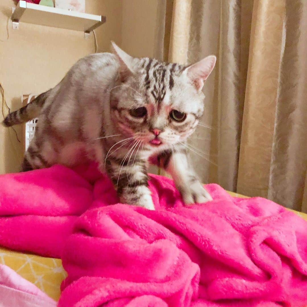 ルフさんのインスタグラム写真 - (ルフInstagram)「#luhu:"mom did not open any #meatcans to me last night...😞" - - #sadcat #cat #cute #cats_of_instagram #angel #adorable #lovely #funny #catlover」9月5日 9時58分 - lanlan731