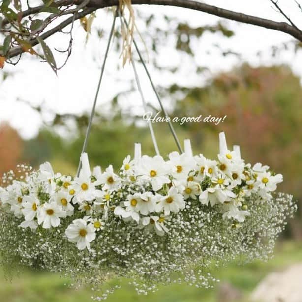 雑誌『花時間』さんのインスタグラム写真 - (雑誌『花時間』Instagram)「おはようございます。白い花はコスモスです。吊るして飾るフライングリースにしているんです。ベースは…吊るせるタイプのサークル形キャンドルホルダー。吊るして丸見えになっちゃう下側は、カスミソウでカバーしています。白いコスモスとカスミソウ。ちょっと思いもつかなかった組み合わせですよね！  ふつうにいけても、きっと素敵💗  はやく仕事を済ませて、コスモスを買いに行こーっと🏃‍♀️🏃‍♀️🏃‍♀️ では、本日も元気smile😊😊😊で頑張りましょう！  風も涼しくなり、秋めいてきましたね。by ピーターパン  花 @atelier_rencontrer 写真 @落合里美  #flowers #flowerslovers #flowerstagram #flowerarrangement #花時間 #花時間201９ #花好き #花藝 #花好きな人と繋がりたい #花が好きな人と繋がりたい #花のある生活 #花のある暮らし #コスモス  #Cosmos  #カスミソウ #リース #フライングリース 花を飾る #花を飾る生活 #秋の花 #白い花がすき ＃botanicallife  #花屋さんへ行こう」9月5日 10時06分 - hanajikan_magazine