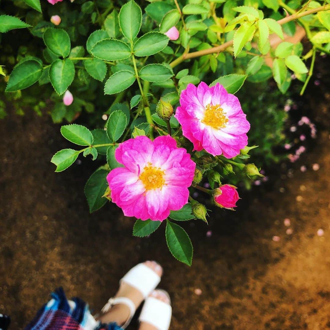 吉沢明歩さんのインスタグラム写真 - (吉沢明歩Instagram)「🌹🌹｡⋆︎·̩͙⿻gooϑ✩︎mơяñΐng⿻·̩͙⋆︎。🌹🌹 #あっきー散歩#9月#イングリッシュガーデン#薔薇#吉沢明歩」9月5日 10時20分 - akiho__yoshi