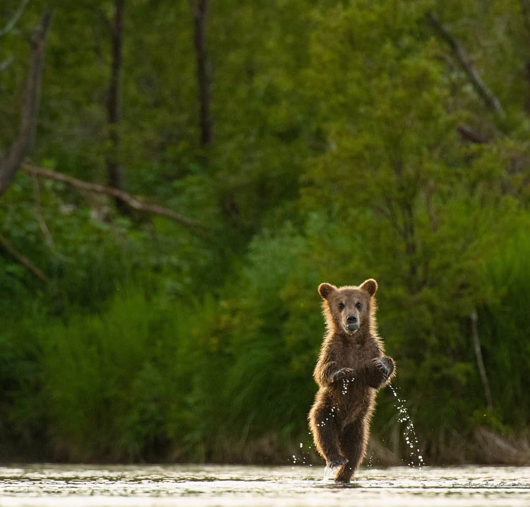 thephotosocietyさんのインスタグラム写真 - (thephotosocietyInstagram)「Photograph by @andyparkinsonphoto/@thephotosociety  Kamchatka bear cub walking – A couple of my good friends who were with me on my recent trip to Kamchatka, @gregslan and @yisroelforta, have both already shared their images from this particular moment so I thought it best that perhaps I joined the party. Captured on one of those simply remarkable evenings it is near impossible for me to fully articulate what occurred that day. Having spent the previous three days on a stretch of river dominated by very large and territorial males our group, until this evening, hadn’t really had any decent opportunities with cubs. All this was to change when we arrived at Kuril Lake and at this estuary location no males were present, at least none that would entertain the idea of taking on the two big mommas who kept their precious cubs close by. This cub, and his sibling, were both incredibly active and playful and as mum fished quietly in the river these two would run and play and fight and chase. So considerate were they that they would always do this within sight of us, even more so when the evening light emerged from behind a bank of cloud. Right on cue the whole family crossed near us, over the river to where we could photograph them using backlight. In this moment this cub found what appears to be a stone and, so thrilled was he, that as he clutched it proudly in his mouth that he decided to make like a human and go for a walk. His bipedal style was clumsy at first but he stayed upright long enough that we were all able to capture versions of the moment, so here is mine. It’s rarely a problem for me that my 200-400mm lens lacks the reach of other, bigger telephotos and this is another such moment, the habitat for me as important as the bear cub himself. As I generally prefer I exposed the image so that enough light was thrown onto the cub, allowing the viewer to engage with his character, his charm and his goonishness (it’s a word!), yet another moment in nature that I will cherish always.」9月5日 10時29分 - thephotosociety