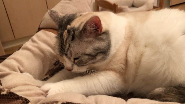 Natsukiのインスタグラム：「これから寝ようって時に横でこれ(笑)癒されるよねぇ❤︎ なんだか気づいたら、前回のpostからものすごく日数経っていてびっくり(笑) 10月頭までは結構忙しいので、また、しばらくあくかもだけど笑  #cat  #scottishfold  #猫のいる暮らし」
