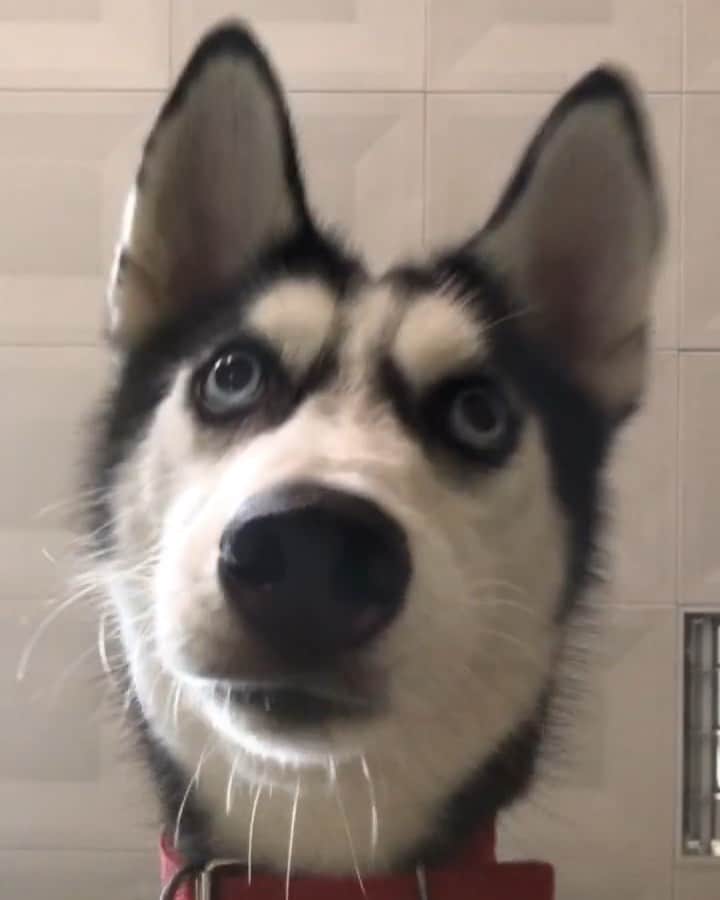 husky and malamuteのインスタグラム：「Funny.😂😂 follow @alaskandaily （Twitter：alaskandaily）for more cute pic and video.😜 ……………………………………………………………… Each video was approved by the original author. But  don't have a Instagram account. We are first one post those video. So watermark credit @alaskandaily ……………………………………………………………… #alaskan#malamute#alaskanmalamute#alaskanhusky#malamutesofinstagram#puppylife#puppylove#puppydog#puppylover#dogdays#malamutepuppy#huskies#huskeypuppy#huskeiesreq#siberian#huskeiesofig#dogslife#dogsofnyc#cutedog#cutedogs#huskeypics#huskeylovers#huskygram#huskeylove#huskiesofinstagram#dogsofnyc#husky#狗」