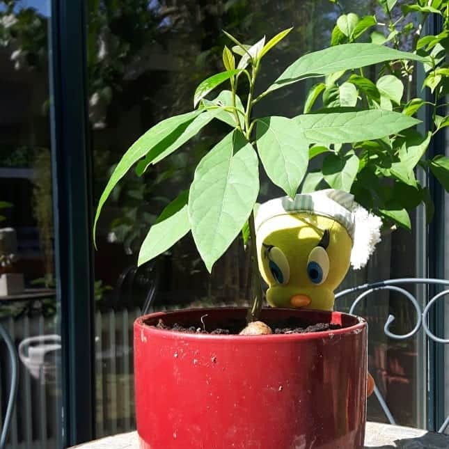 Little Yellow Birdさんのインスタグラム写真 - (Little Yellow BirdInstagram)「Look at the size of mine!! My avocado will soon need a bigger pot, I reckon...(Pic 2 is 4 months ago) #littleyellowbird #tweety #tweetykweelapis #adventures #yellow #bird #avocado #plant #avocadoplant #growing #garden #gardenlife #vegetable #fruit #pit #groenevingers #greenfingers #stuffedanimalsofinstagram #plushiesofinstagram」9月5日 22時21分 - tweetykweelapis