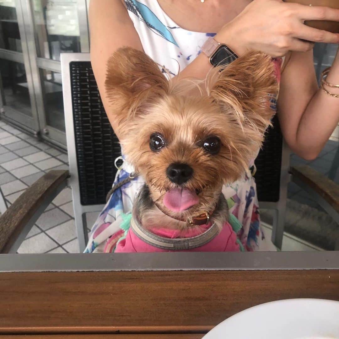 Rubyさんのインスタグラム写真 - (RubyInstagram)「🐶😋🍖🍗🦴 この前ね、BBQしてきたよ。 また行きたいなってママが毎日 ...