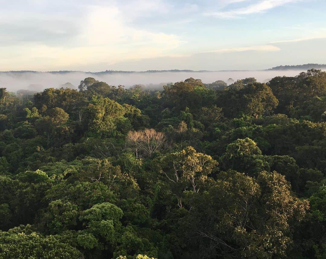 ジゼル・ブンチェンさんのインスタグラム写真 - (ジゼル・ブンチェンInstagram)「A Amazônia é a maior floresta tropical do mundo e abriga uma biodiversidade inestimável. Mas ela é muito mais do que uma floresta estática... ela torna a vida como conhecemos hoje possível. A cada ano, no entanto, perdemos um pouco mais da floresta.  Por isso, hoje, no dia da Amazônia, é importante um minuto para reflexão. Não só pelas 20 milhões de pessoas que vivem na Amazônia, não só pelas milhares de espécies que lá habitam, não só pelo seu papel essencial no regime de chuvas e equilíbrio do clima no Planeta, mas por todos nós. Porque estamos todos conectados e o que acontece na natureza irá nos afetar diretamente e trará impactos para nosso dia-a-dia, na nossa comida, nossa água, nosso ar... A única certeza que temos é que os recursos naturais são finitos e é muito mais trabalhoso, demorado e caro recuperar do que preservar. Por isso, a todos aqueles que dedicam suas vidas para cuidar da Amazônia, levam educação e saúde às comunidades ribeirinhas e indígenas, estudam e pesquisam sobre a floresta para nos trazer informação, àqueles que combatem as queimadas, aos que arriscam suas vidas para barrar as atividades ilegais e também às organizações que tem um trabalho sério e há anos buscam formas de proteger a floresta,  minha GRATIDÃO. Vocês são nossa esperança, estou com vocês, parabéns pelo trabalho. PRESERVAR a nossa floresta, significa preservar a VIDA. 🌳 💚 🌎 Fotos: @lalodealmeida e @danieljacklyons」9月5日 20時55分 - gisele