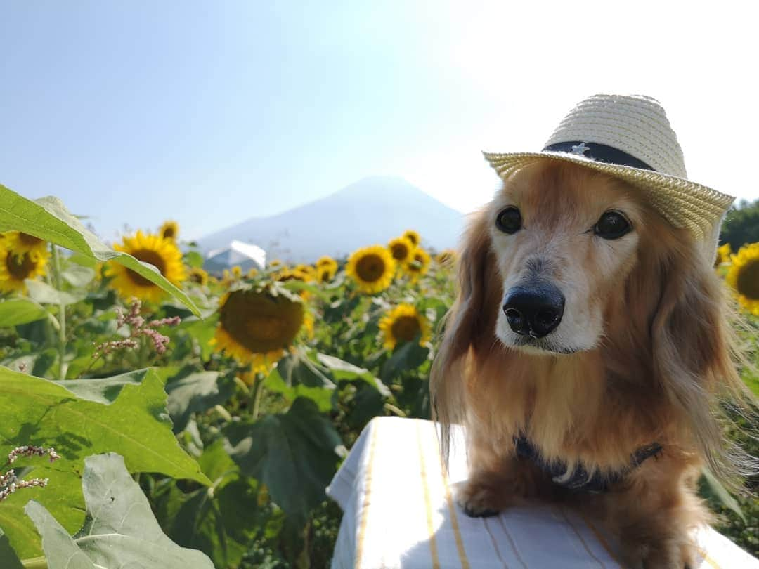 ?モデル?大地?さんのインスタグラム写真 - (?モデル?大地?Instagram)「♪🐾2019*9*5🐾 . 今日🐾お散歩に行ったら . 『息子が小さい頃 🐶大地君と一緒に 📷写真を撮らせてもらったんです🎶😄』 . と 🐾お散歩で会う🐾ママさんに 懐かしい📷写真を見せて頂きました🎶😆😆😆 . . 🧒🏻息子さんの当時の年齢を教えて頂くと 🐶大地が2歳頃の📷写真🎶😄 . . 🧒🏻息子さんが初めて触れた🐾ワンコが🐶大地だったそうで . それ以来🌳公園に遊びに行くと 『今日は🐶大地君　来るかな？😄』と 会えるのを楽しみにしていたお話を伺いました🎶😄 . . いつか大きくなった👦🏻息子さんと また一緒に📷写真を撮れる機会があると良いな〜🎶😄 . . 🐾🐾🐾🐾🐾🐾🐾🐾🐾🐾🐾🐾🐾🐾 . #大地#大好き#だいすき #いつも一緒#ずっと一緒 #大地なしでは生きて行けませんw #いぬ#犬#わんこ#ワンコ . #愛犬 #犬バカ部#いぬら部#いぬすたぐらむ #犬のいる暮らし #pecoいぬ部#ひまわり#わんこのunco . #横浜#yokohama#神奈川 #富士山#fuji #山梨 #散歩 #お散歩 #ミニチュアダックスフンド#ミニチュアダックス #ダックスフンド#ダックス」9月5日 21時16分 - sachi_daichi