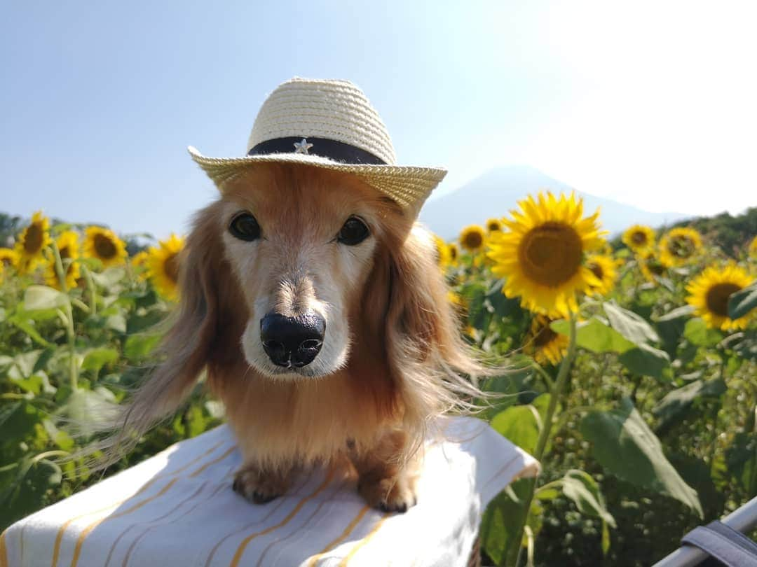 ?モデル?大地?さんのインスタグラム写真 - (?モデル?大地?Instagram)「♪🐾2019*9*5🐾 . 今日🐾お散歩に行ったら . 『息子が小さい頃 🐶大地君と一緒に 📷写真を撮らせてもらったんです🎶😄』 . と 🐾お散歩で会う🐾ママさんに 懐かしい📷写真を見せて頂きました🎶😆😆😆 . . 🧒🏻息子さんの当時の年齢を教えて頂くと 🐶大地が2歳頃の📷写真🎶😄 . . 🧒🏻息子さんが初めて触れた🐾ワンコが🐶大地だったそうで . それ以来🌳公園に遊びに行くと 『今日は🐶大地君　来るかな？😄』と 会えるのを楽しみにしていたお話を伺いました🎶😄 . . いつか大きくなった👦🏻息子さんと また一緒に📷写真を撮れる機会があると良いな〜🎶😄 . . 🐾🐾🐾🐾🐾🐾🐾🐾🐾🐾🐾🐾🐾🐾 . #大地#大好き#だいすき #いつも一緒#ずっと一緒 #大地なしでは生きて行けませんw #いぬ#犬#わんこ#ワンコ . #愛犬 #犬バカ部#いぬら部#いぬすたぐらむ #犬のいる暮らし #pecoいぬ部#ひまわり#わんこのunco . #横浜#yokohama#神奈川 #富士山#fuji #山梨 #散歩 #お散歩 #ミニチュアダックスフンド#ミニチュアダックス #ダックスフンド#ダックス」9月5日 21時16分 - sachi_daichi