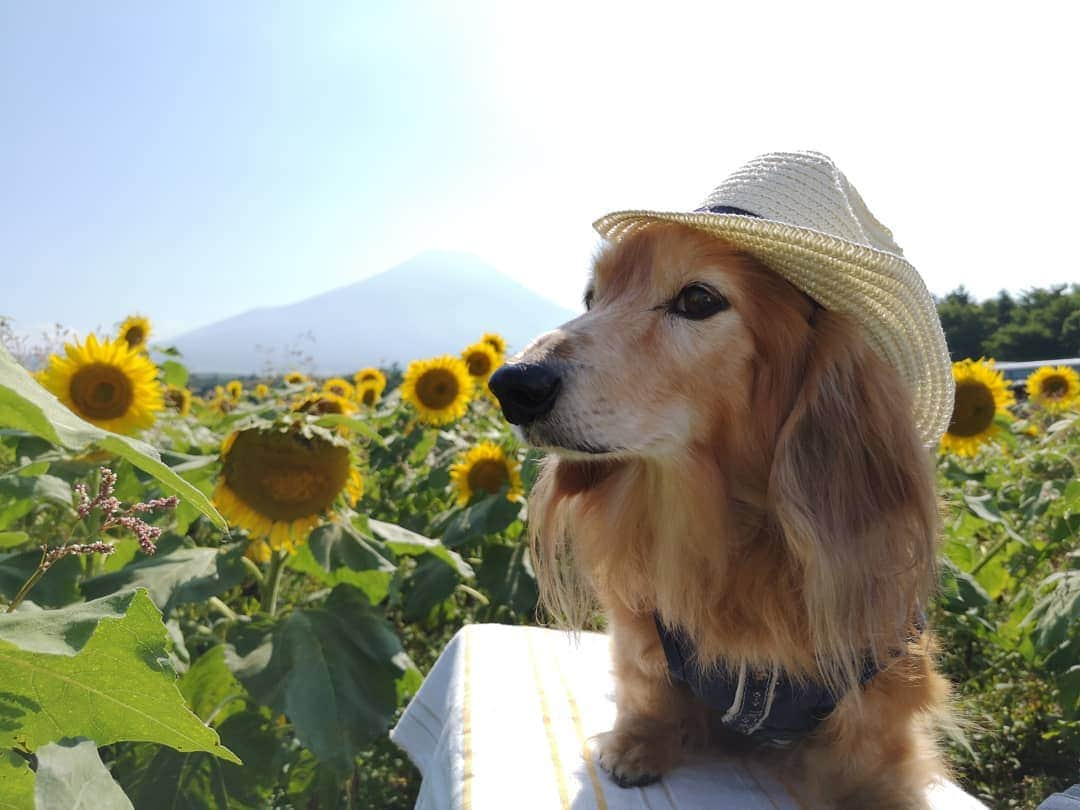 ?モデル?大地?さんのインスタグラム写真 - (?モデル?大地?Instagram)「♪🐾2019*9*5🐾 . 今日🐾お散歩に行ったら . 『息子が小さい頃 🐶大地君と一緒に 📷写真を撮らせてもらったんです🎶😄』 . と 🐾お散歩で会う🐾ママさんに 懐かしい📷写真を見せて頂きました🎶😆😆😆 . . 🧒🏻息子さんの当時の年齢を教えて頂くと 🐶大地が2歳頃の📷写真🎶😄 . . 🧒🏻息子さんが初めて触れた🐾ワンコが🐶大地だったそうで . それ以来🌳公園に遊びに行くと 『今日は🐶大地君　来るかな？😄』と 会えるのを楽しみにしていたお話を伺いました🎶😄 . . いつか大きくなった👦🏻息子さんと また一緒に📷写真を撮れる機会があると良いな〜🎶😄 . . 🐾🐾🐾🐾🐾🐾🐾🐾🐾🐾🐾🐾🐾🐾 . #大地#大好き#だいすき #いつも一緒#ずっと一緒 #大地なしでは生きて行けませんw #いぬ#犬#わんこ#ワンコ . #愛犬 #犬バカ部#いぬら部#いぬすたぐらむ #犬のいる暮らし #pecoいぬ部#ひまわり#わんこのunco . #横浜#yokohama#神奈川 #富士山#fuji #山梨 #散歩 #お散歩 #ミニチュアダックスフンド#ミニチュアダックス #ダックスフンド#ダックス」9月5日 21時16分 - sachi_daichi