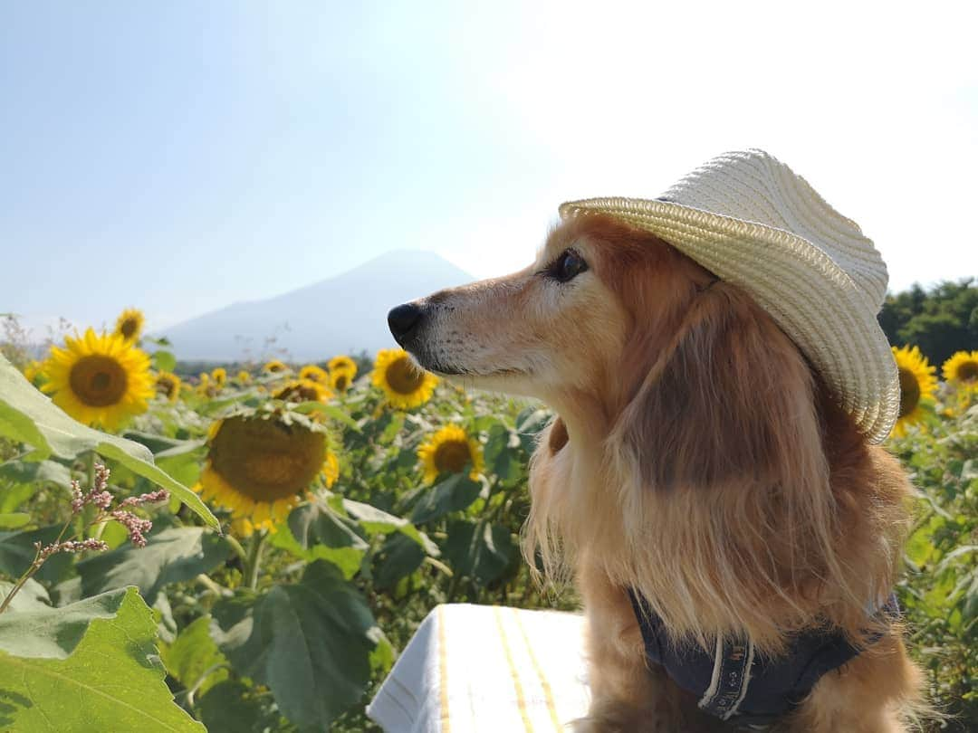 ?モデル?大地?さんのインスタグラム写真 - (?モデル?大地?Instagram)「♪🐾2019*9*5🐾 . 今日🐾お散歩に行ったら . 『息子が小さい頃 🐶大地君と一緒に 📷写真を撮らせてもらったんです🎶😄』 . と 🐾お散歩で会う🐾ママさんに 懐かしい📷写真を見せて頂きました🎶😆😆😆 . . 🧒🏻息子さんの当時の年齢を教えて頂くと 🐶大地が2歳頃の📷写真🎶😄 . . 🧒🏻息子さんが初めて触れた🐾ワンコが🐶大地だったそうで . それ以来🌳公園に遊びに行くと 『今日は🐶大地君　来るかな？😄』と 会えるのを楽しみにしていたお話を伺いました🎶😄 . . いつか大きくなった👦🏻息子さんと また一緒に📷写真を撮れる機会があると良いな〜🎶😄 . . 🐾🐾🐾🐾🐾🐾🐾🐾🐾🐾🐾🐾🐾🐾 . #大地#大好き#だいすき #いつも一緒#ずっと一緒 #大地なしでは生きて行けませんw #いぬ#犬#わんこ#ワンコ . #愛犬 #犬バカ部#いぬら部#いぬすたぐらむ #犬のいる暮らし #pecoいぬ部#ひまわり#わんこのunco . #横浜#yokohama#神奈川 #富士山#fuji #山梨 #散歩 #お散歩 #ミニチュアダックスフンド#ミニチュアダックス #ダックスフンド#ダックス」9月5日 21時16分 - sachi_daichi