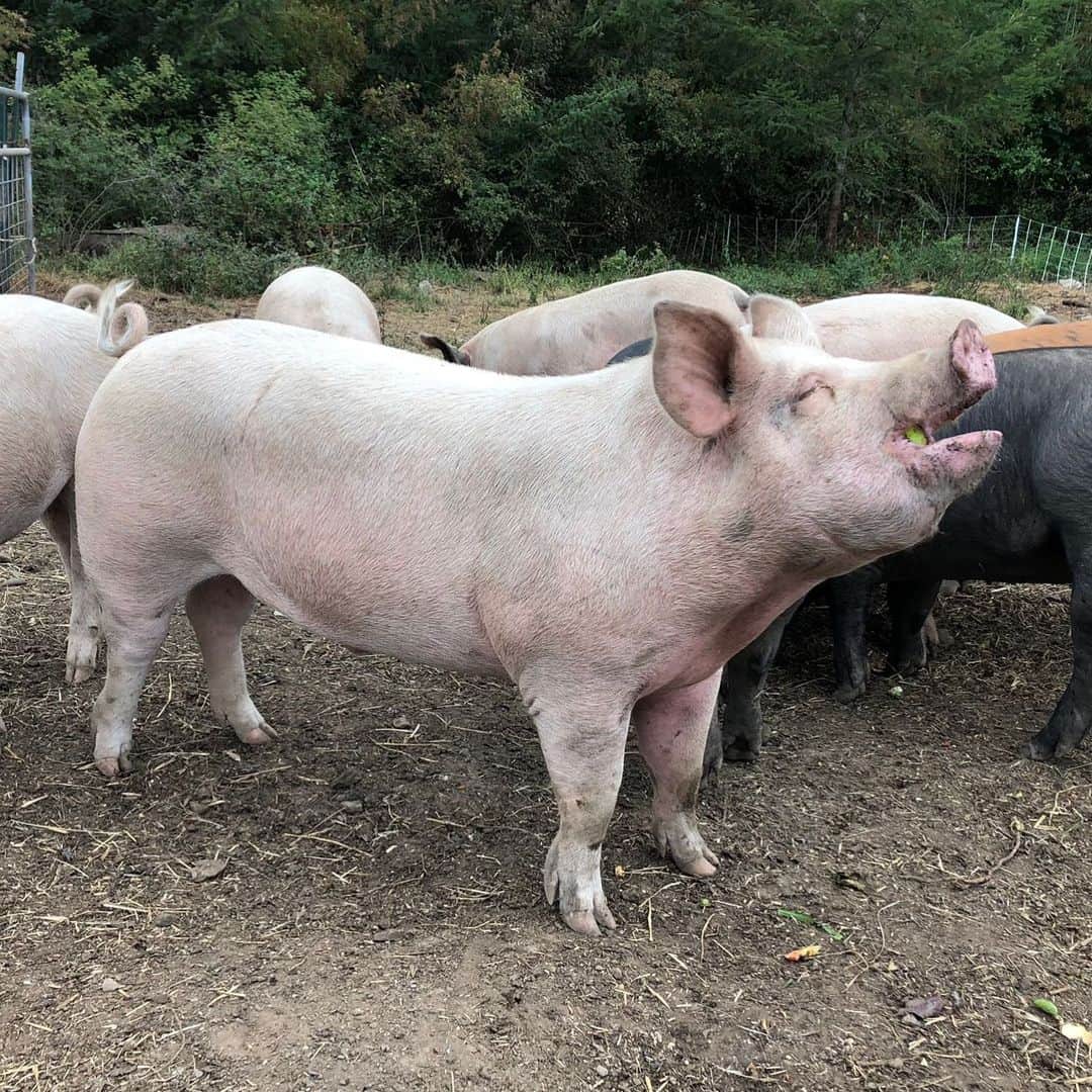 クリス・プラットのインスタグラム：「She moaned, eyes rolled back, caught in the vulnerable throws of ecstasy,  longings met, tastebuds burning the finite moment in which she wanted not. If only we could love life the way this pig loves apples. #farmlife #stillwater #StillwaterRanch」