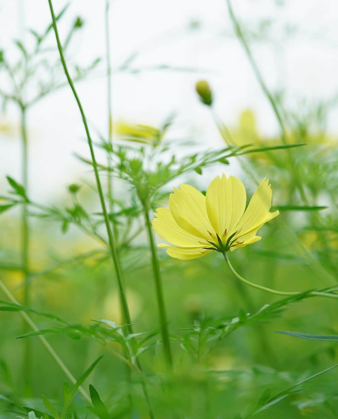 masayaさんのインスタグラム写真 - (masayaInstagram)「Cosmos  今日の昭和記念公園 Showakinen Park Tokyo #コスモス #flowers #昭和記念公園 #Tokyo #花」9月5日 21時36分 - moonlightice