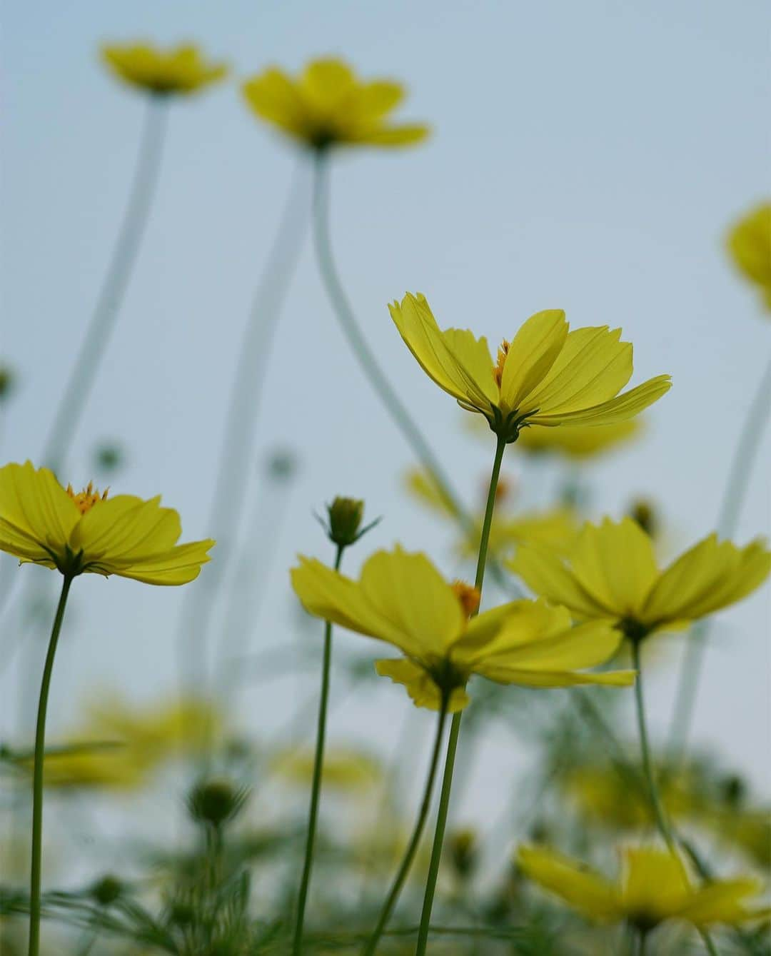 masayaさんのインスタグラム写真 - (masayaInstagram)「Cosmos  今日の昭和記念公園 Showakinen Park Tokyo #コスモス #flowers #昭和記念公園 #Tokyo #花」9月5日 21時36分 - moonlightice