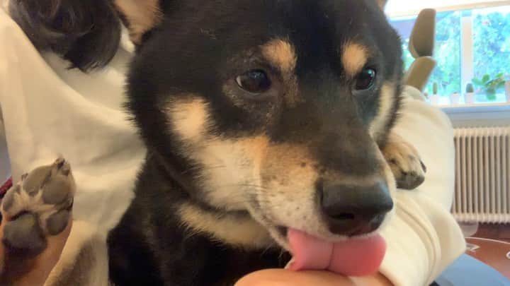 ?Fricko the Shiba Inu?のインスタグラム：「“Have to make sure everyone is clean in this house”, Keaton, 2019. 🤣 🐾 🐾 #Keaton #🐶 #shiba #shibainu #dog #柴犬 #黒柴 #子犬 #shibalovers #shibaholics #dogoftheday #dogslife #weeklyfluff  #dogstagram  #dogscorner #shibapuppy #puppiesofinstagram」