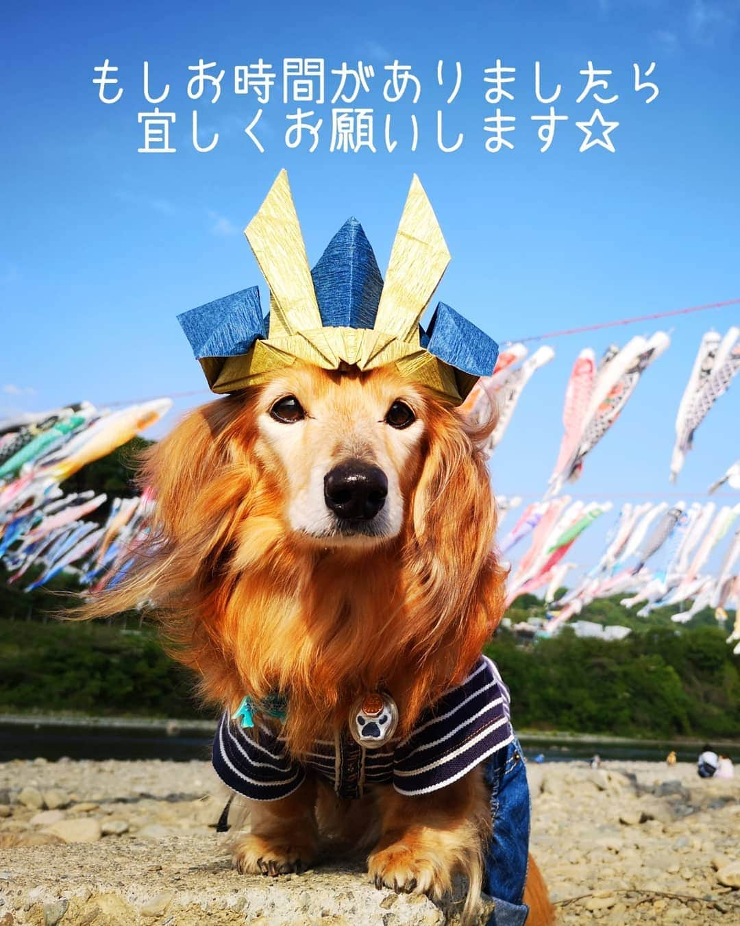 ?モデル?大地?さんのインスタグラム写真 - (?モデル?大地?Instagram)「♪🐾2019*9*5🐾 . 今年も @grandwan_com ぐらんわんさんの 【イキイキ犬賞】に📮応募させて頂きました🎶✌️😄 . . 今年は あなたが選ぶ『ご長寿犬スター』読者投票 と言うのがあり 昨日から📮投票が始まりました🎶😄 . . もし誰にも📮投票する予定のない方がいらっしゃいましたら😁 . 🐶大地は【290番】でエントリーしているので😁 お時間がありましたら 宜しくお願いします🎶😘😘😘ﾁｭｰ . . 📮投票ページは プロフィール画面に 💻URLを貼ってありますので そこから進んで頂けます🎶😄 . . WEB投票は1日1回 9/14(土)23：59までです🎶😄 . . 🐾🐾🐾🐾🐾🐾🐾🐾🐾🐾🐾🐾🐾🐾 . #大地#大好き#だいすき #いつも一緒#ずっと一緒 #大地なしでは生きて行けませんw #いぬ#イヌ#犬#わんこ . #ワンコ#愛犬#いぬばか部 #犬バカ部#いぬら部#いぬすたぐらむ #犬のいる暮らし #ぐらんわん#フォトコンテスト . #横浜#yokohama#神奈川 #ミニチュアダックスフンド#ミニチュアダックス #ダックスフンド#ダックス」9月5日 21時44分 - sachi_daichi