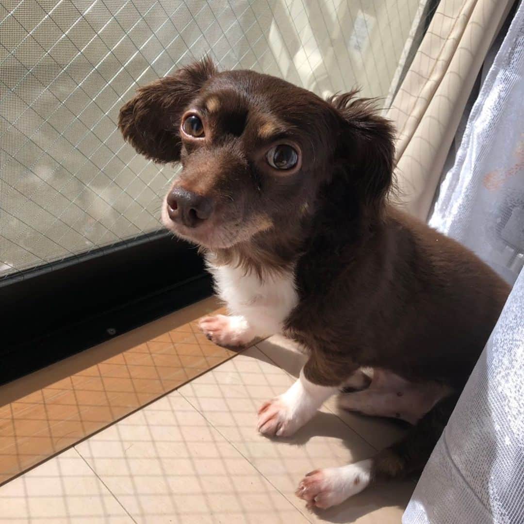 山口祥行のインスタグラム：「ダンベルー☺️ #いぬすたぐらむ🐶  #ダンベル」