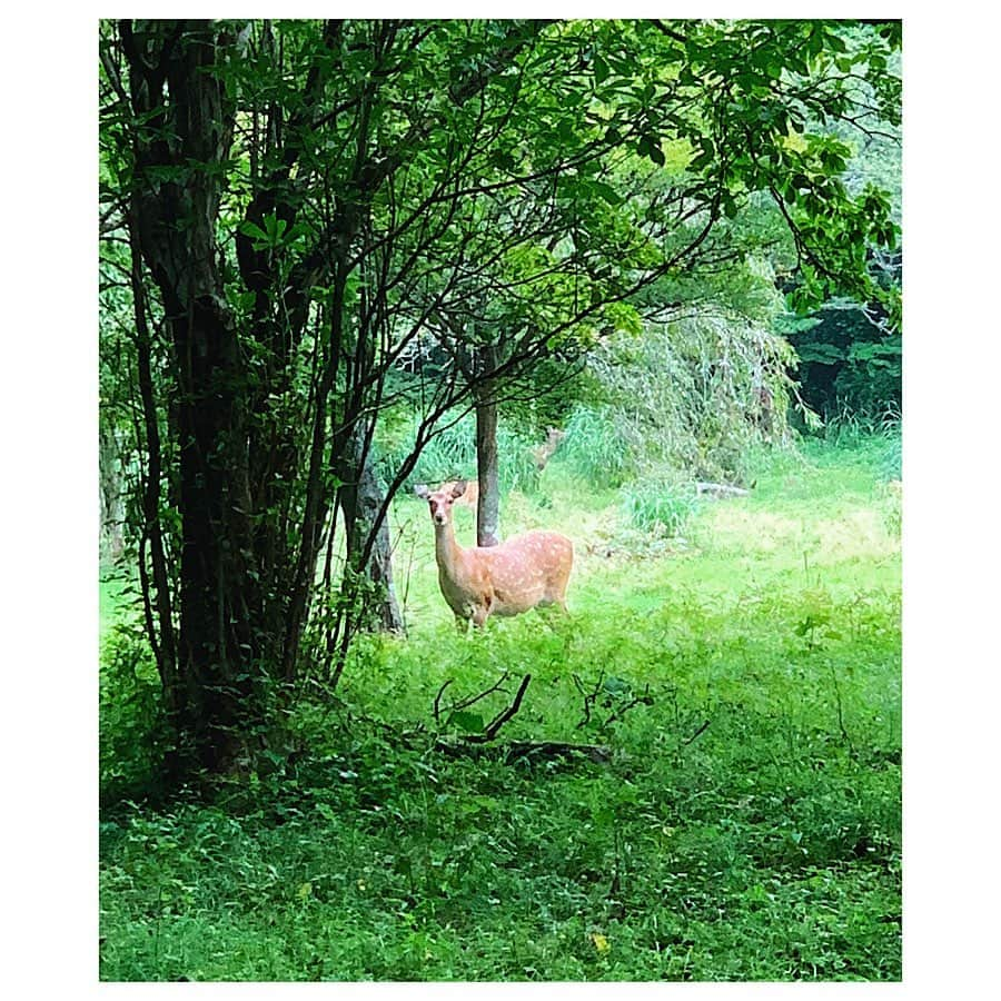 愛可さんのインスタグラム写真 - (愛可Instagram)「・ 旦那はんのお仕事がひと段落したタイミングで、 打上げがてら箱根にひとっ旅して来ました。 ・ ・ 温泉に入って、レンタカーを借りて芦ノ湖までドライブ。 ・ ・ 箱根神社でお詣りして、芦ノ湖周りの森の中を散策していたら、物凄く綺麗なニホンジカの親子に遭遇！✨ ・ ・ 大人のシカと子鹿が2〜3匹。 子供連れの群れで角がないところを見ると、メスのお母さんシカです。 子供達は物凄い速さで目の前を通り過ぎて茂みの中へ。 おかあさんシカはジッとこちらを見つめ、一瞬たりとも私達と目をそらさないように警戒していました。 その眼差しが、本当に強くて美しくて なんだか神々しくもあって、もっと見ていたかったくらいでした。  写真をよく見るとお腹も膨らんでいるような、もうすぐまた赤ちゃんが産まれるのかも知れません。 そう思うと、私と同世代のお母さんシカなのです。 ・ なんだか妖精が出て来そうな雰囲気の森の中での 突然のシカとの遭遇に驚きましたが、 心洗われるような気分になり素敵な旅となりました。 ・ ・ 開拓されすぎた山から沢山の動物達が人里に降りて来ては捕獲され、ニュースになっています。  森の中を必要以上に開墾して動物達の住処を奪っているのが人間だとすると、守って行けるのも私達人間です。 人類はもう少し謙虚になり、自然と上手く共存して行かなければと強く思います。 ・ ・ #甘酒茶屋 #はつ花 #箱根神社 #ニホンジカ」9月5日 14時32分 - aikick