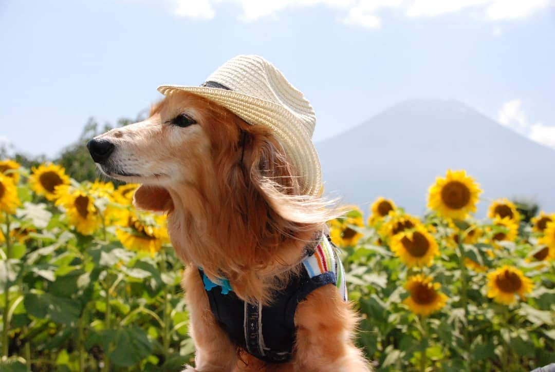 ?モデル?大地?さんのインスタグラム写真 - (?モデル?大地?Instagram)「♪🐾2019*9*5🐾 . 最近 複数枚ある投稿を見る時 スワイプしづらいのは私だけ？😅 . スワイプしようとしても 次に進めないって言うか スワイプ出来そうなんだけど 先に進めないの…😅 （1つ前にも戻れない…） . . あ！ 年のせいで指先が乾燥してるとか そーゆー理由じゃなくて…😂😂😂 . 『BBAだからだよ…😜』と思った人は 🌃夜道に…気を付けて…😁😁😁ｲﾋﾋｯ🎶 . . 🐾🐾🐾🐾🐾🐾🐾🐾🐾🐾🐾🐾🐾🐾 . #大地#大好き#だいすき #いつも一緒#ずっと一緒 #大地なしでは生きて行けませんw #いぬ#犬#わんこ#ワンコ . #愛犬 #犬バカ部#いぬら部#いぬすたぐらむ #犬のいる暮らし #pecoいぬ部#ひまわり#わんこのunco . #横浜#yokohama#神奈川 #富士山#fuji #山梨 #散歩 #お散歩 #ミニチュアダックスフンド#ミニチュアダックス #ダックスフンド#ダックス」9月5日 15時09分 - sachi_daichi