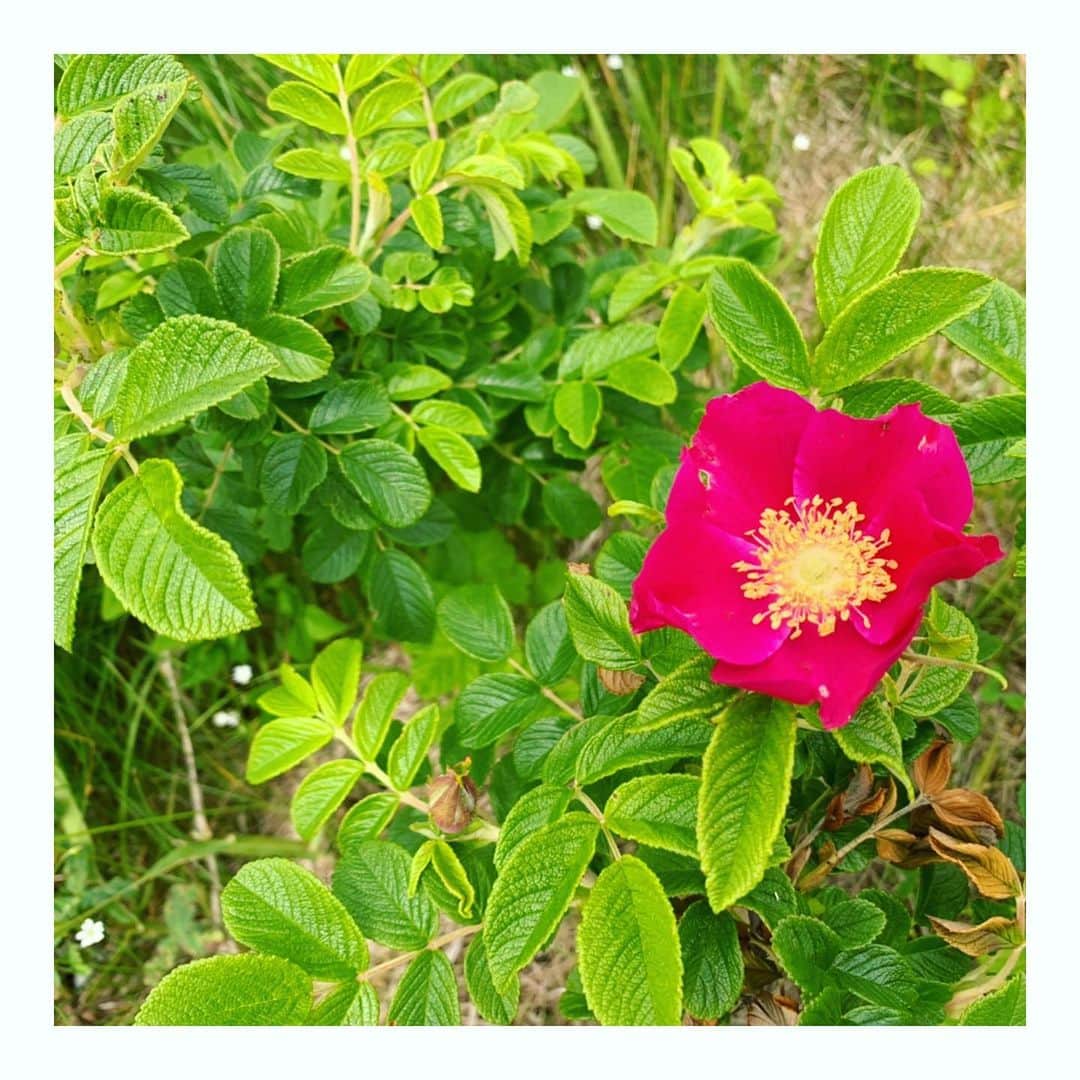 のインスタグラム：「アンバサダーのお仕事 まとめまーーーす🙋‍♀️ - 🌳9月7日 Ogawa Organic Fes 持続可能な色のあり方についてお話しします これを機にオーガニックの味を食してみるのもいいですね。身体がすんなり受け入れてくれるのを感じて欲しい！🍚 10:00〜16:00 小川町役場前広場 リリックおがわ 小川町内各所 #小川町 #オガフェス #SDGs #つなげよう支えよう森里川海アンバサダー - 🌳9月8日 ラグビーワールドカップ2019トロフィーツアーin埼玉 なんとトロフィーとご対面してきます！ こちら矢島舞美ちゃんとこぶしファクトリー浜浦彩乃ちゃんと参加します！🏉 12:45〜14:00 秩父鉄道長瀞駅前 #長瀞 #ラグビーワールドカップ  #ラグビーワールドカップ開催都市特別サポーター - 🌳9月21日 PEACE DAY19 9月21日を世界共通の祝日にしよう！国際平和デーに開催するスペシャルな秋フェス ゲストの数多すぎます。 まさかこうゆう形でつんく♂さんと同じイベントに出演できる日がくるとは！ドッキドキです。💓 10:00〜20:30 幕張海浜公園Gブロック #幕張海浜公園  #環境省 - 🌳10月5日、6日 GTFグリーンチャレンジデー2019in新宿御苑 東京圏の活性化を目的に設立したプロジェクト。デビューしたばかりのBEOOOOONDSも一緒です。もしかしたらナカジマちょいと歌う、か、も。🤔 練習しなきゃ！！！笑 10:00〜16:00 新宿御苑 #新宿御苑 - こんな感じでイベントちょこちょこ出演します！ よろしくお願いします🥰」