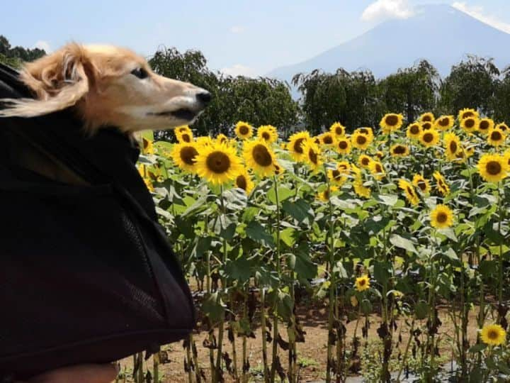 ?モデル?大地?のインスタグラム