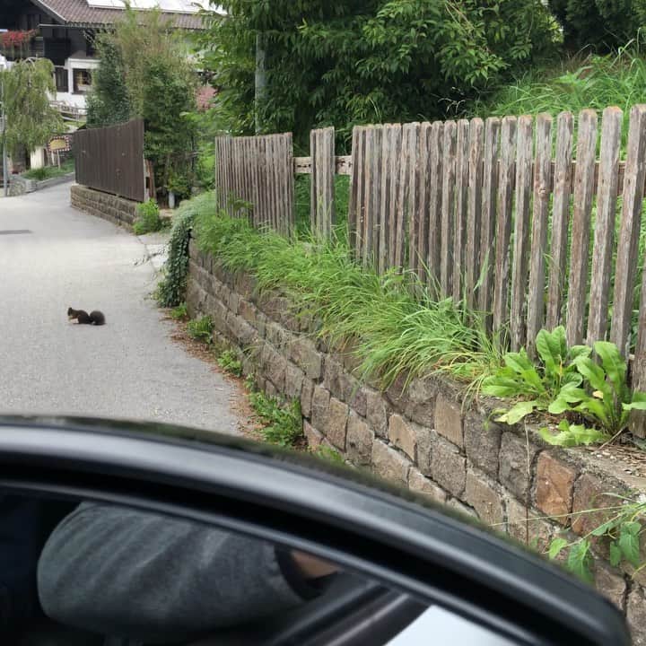 ホン・イン・リーのインスタグラム：「去岩場的路上，遇見小松鼠🐿️ #trainingday」